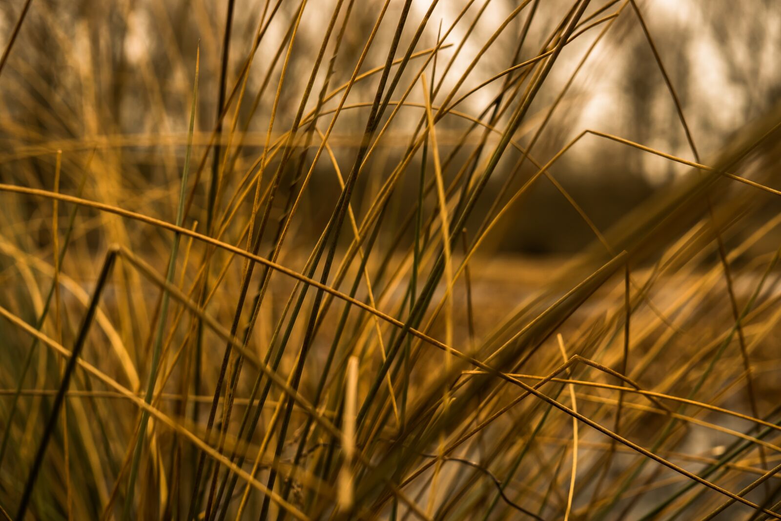 Sony a6300 + Sigma 30mm F2.8 EX DN sample photo. Grasses, halme, stalk photography