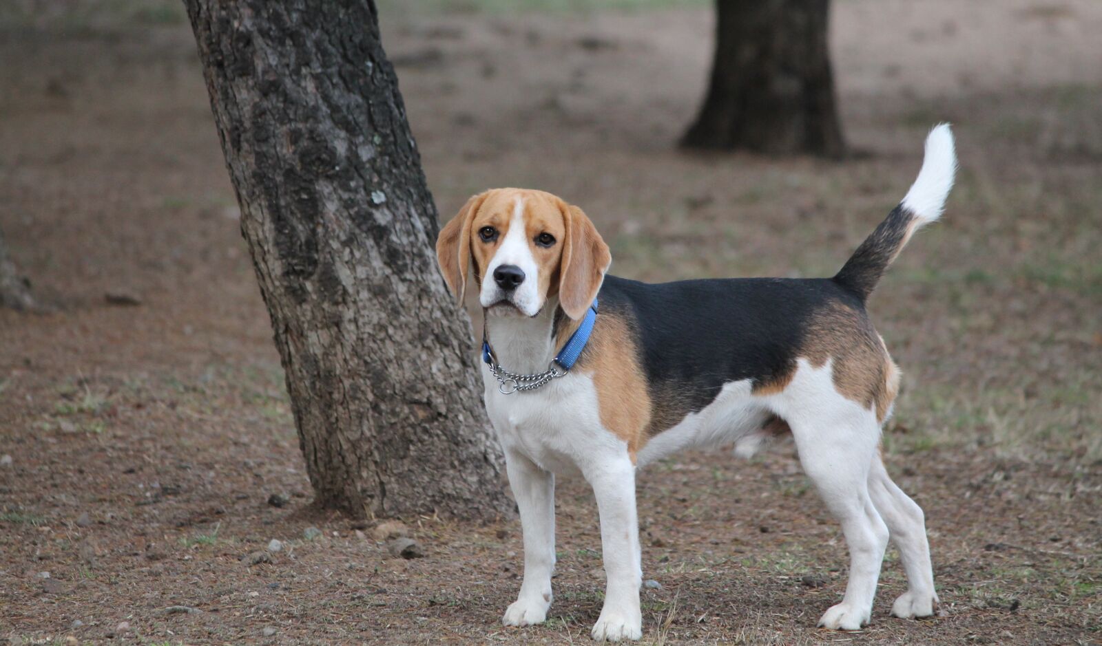 Canon EOS 1100D (EOS Rebel T3 / EOS Kiss X50) sample photo. Dog, beagle, medium photography