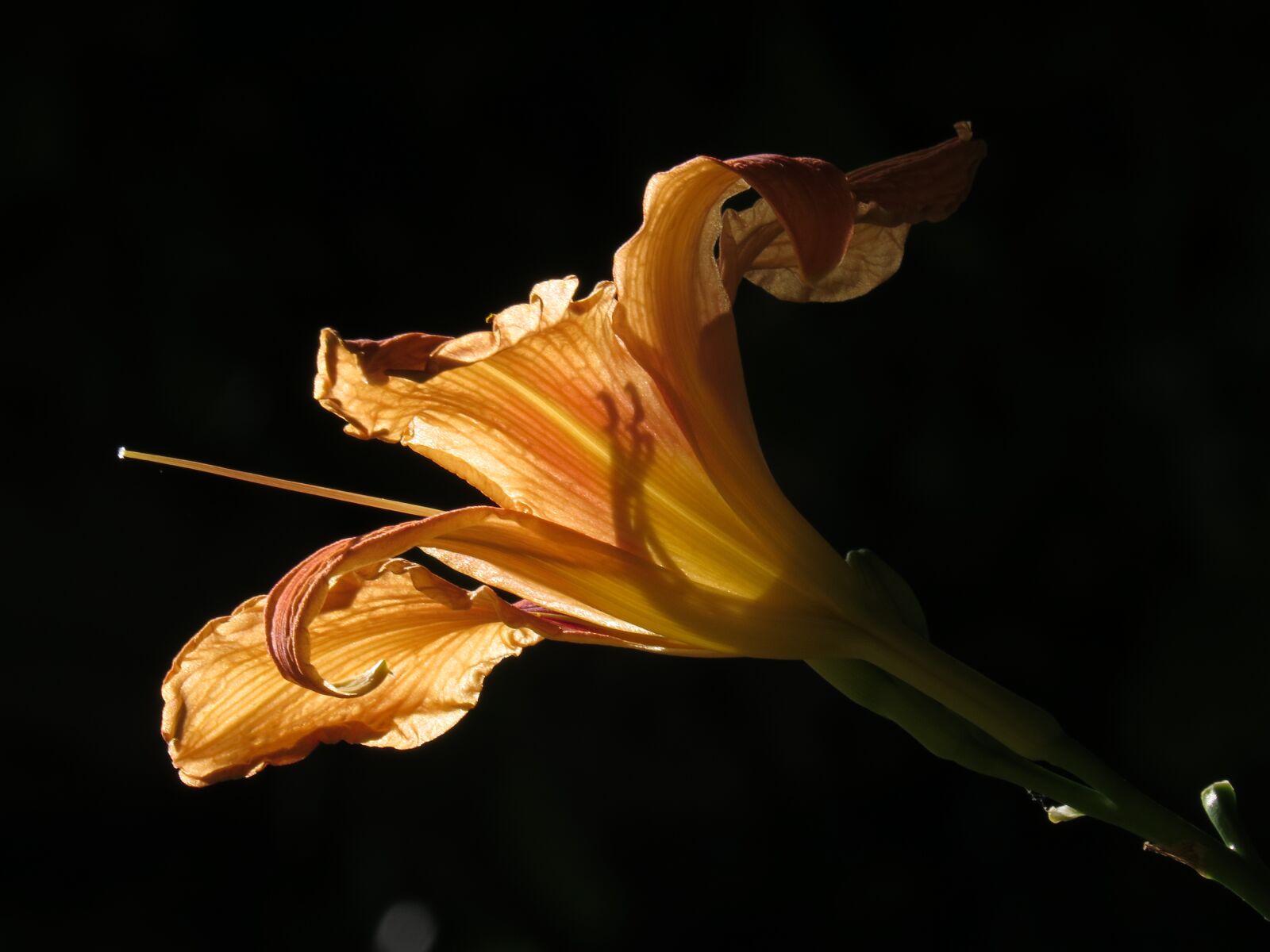 Canon PowerShot SX50 HS sample photo. Nature, flower, orange photography