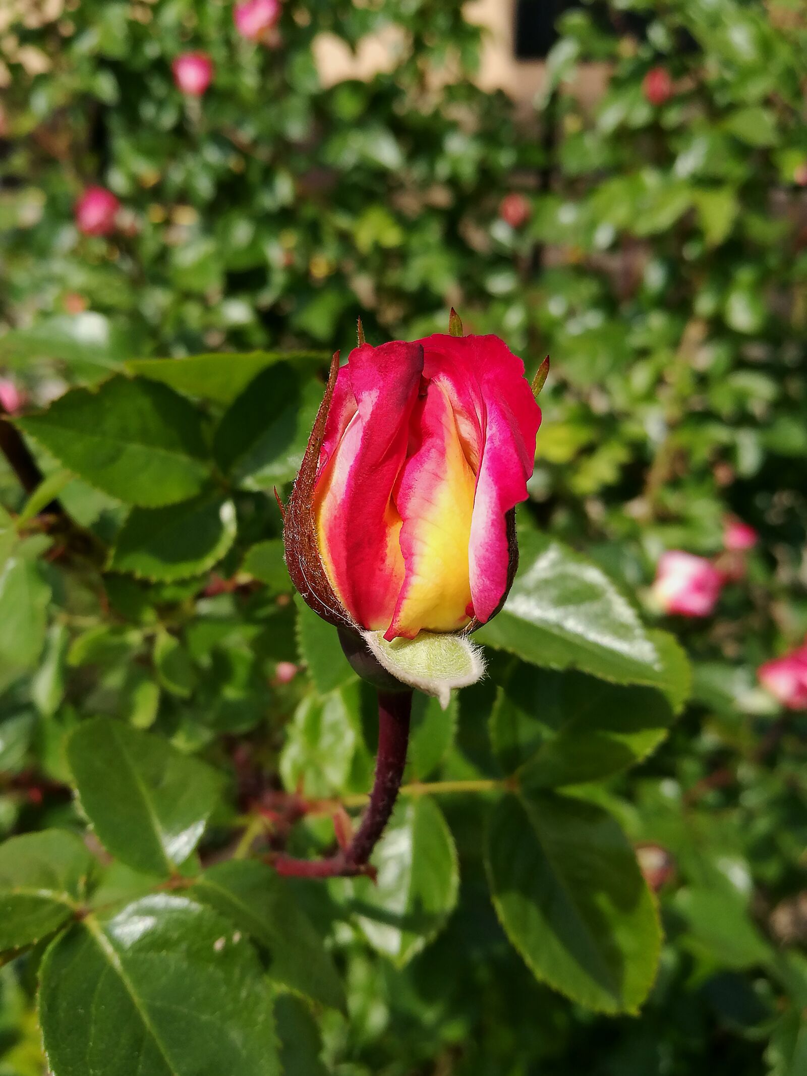 HUAWEI P9 sample photo. Rose, garden, bloom photography