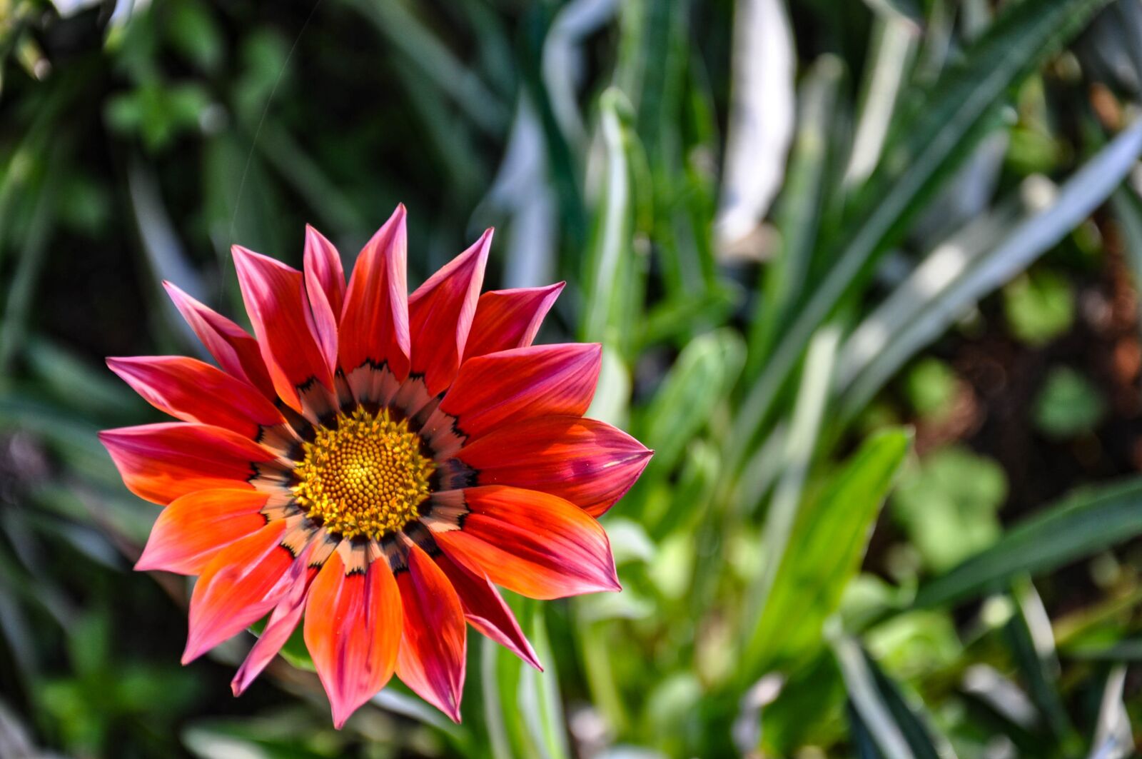 Nikon D90 sample photo. Red, flower, garden photography