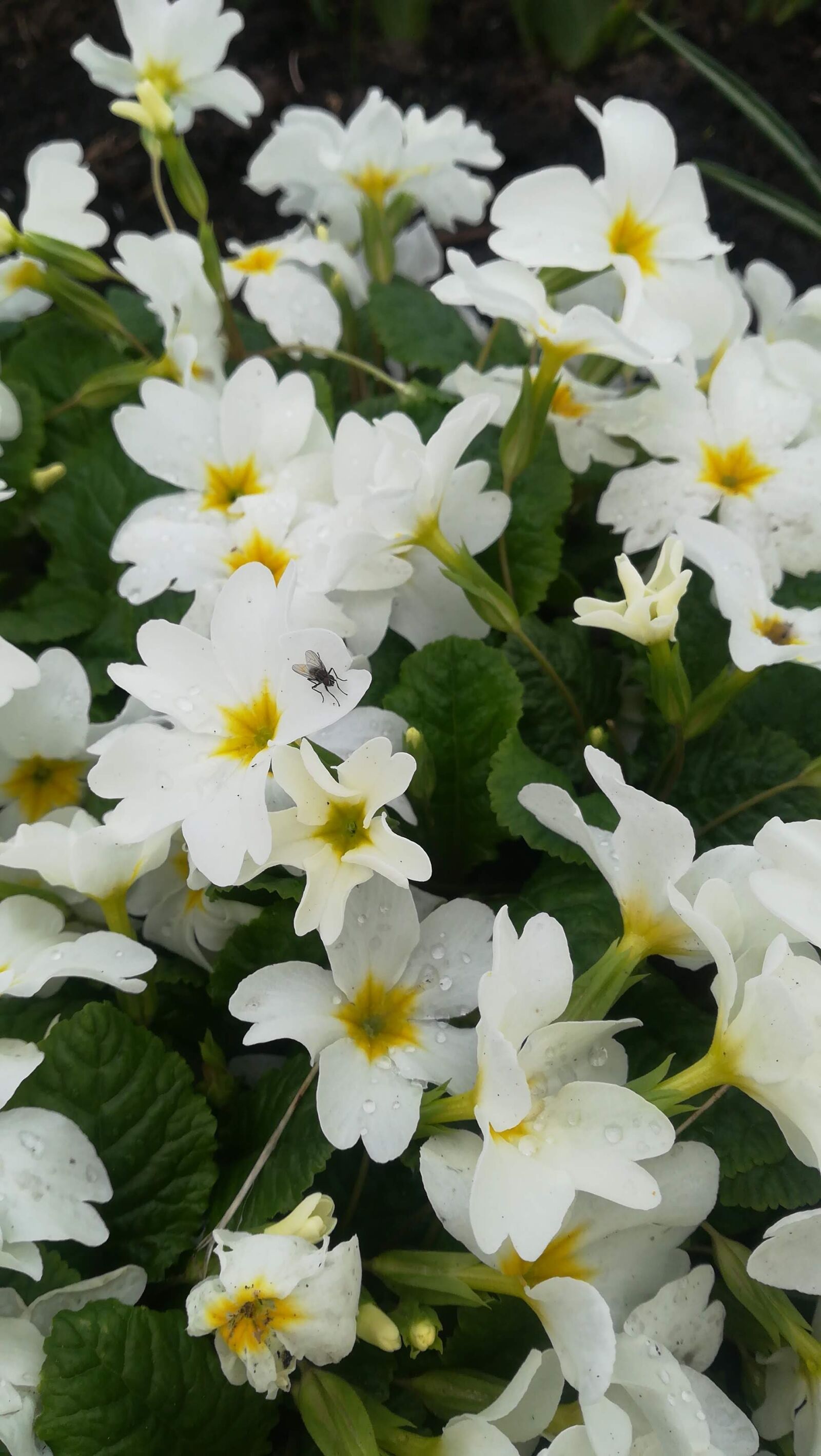 HUAWEI P10 lite sample photo. Spring, white flowers, spring photography