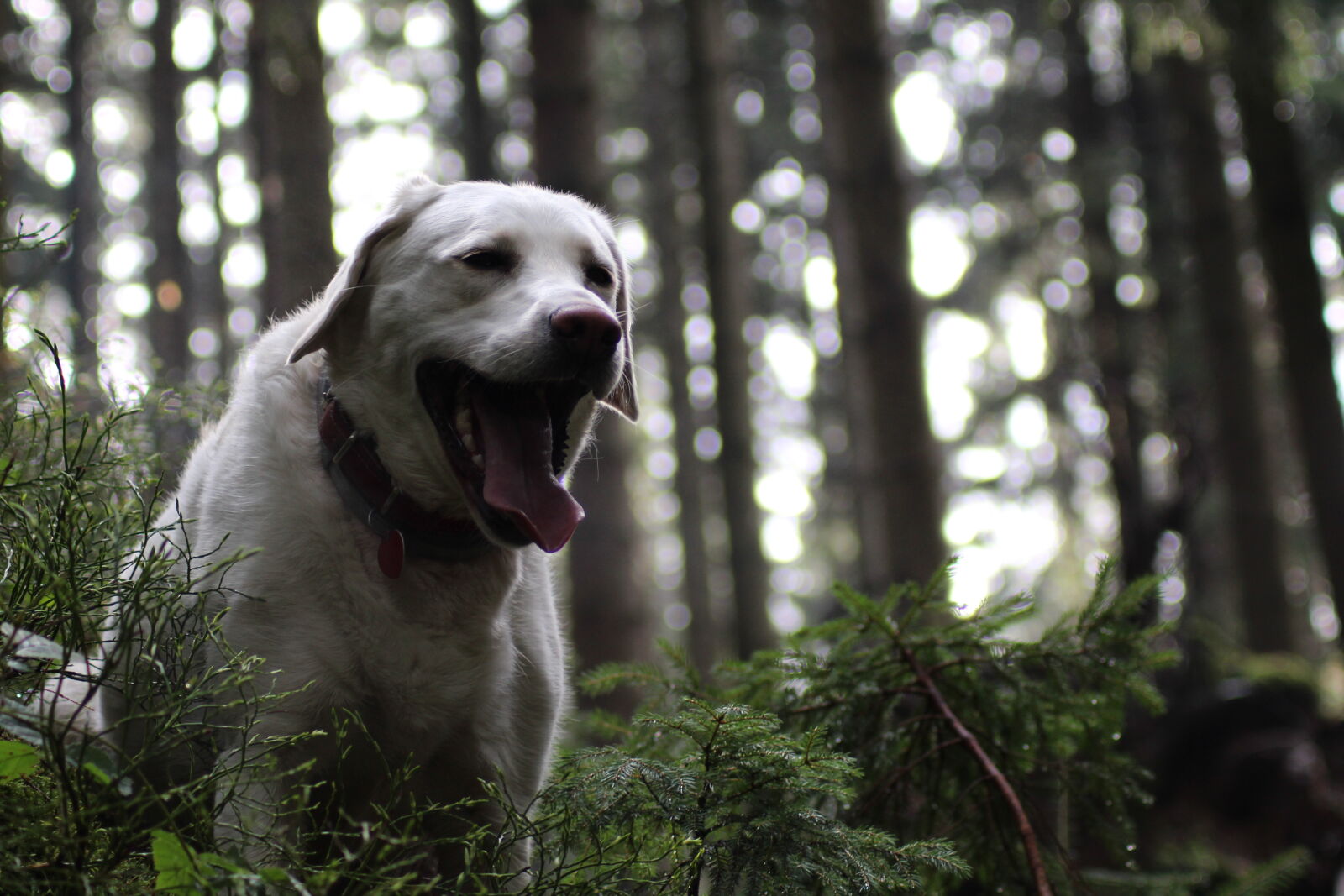 Tamron AF 70-300mm F4-5.6 Di LD Macro sample photo. Collar, dog, exhausted, forest photography