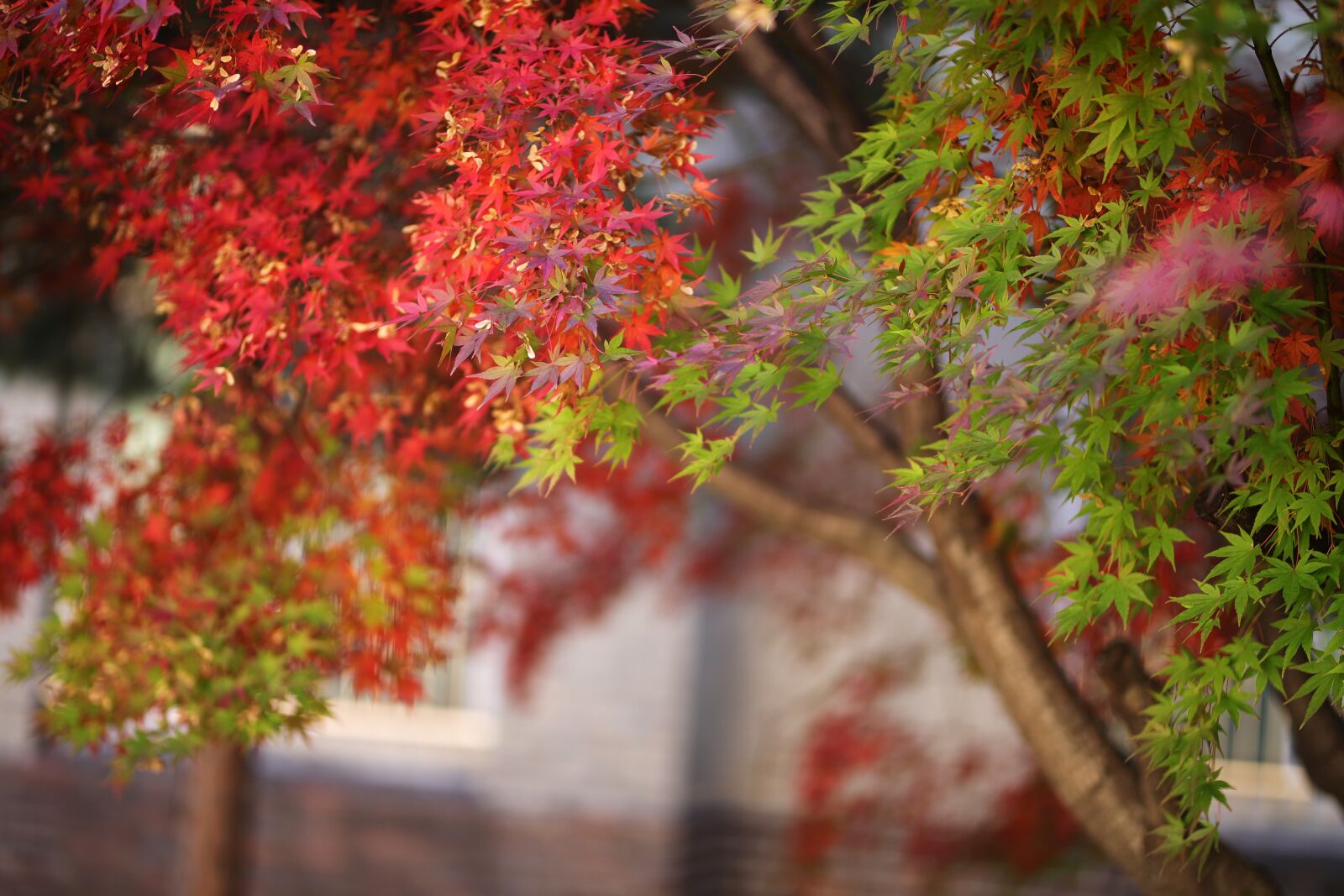 Canon EOS 6D Mark II + Sigma 85mm F1.4 DG HSM Art sample photo. Autumn leaves, autumn, the photography