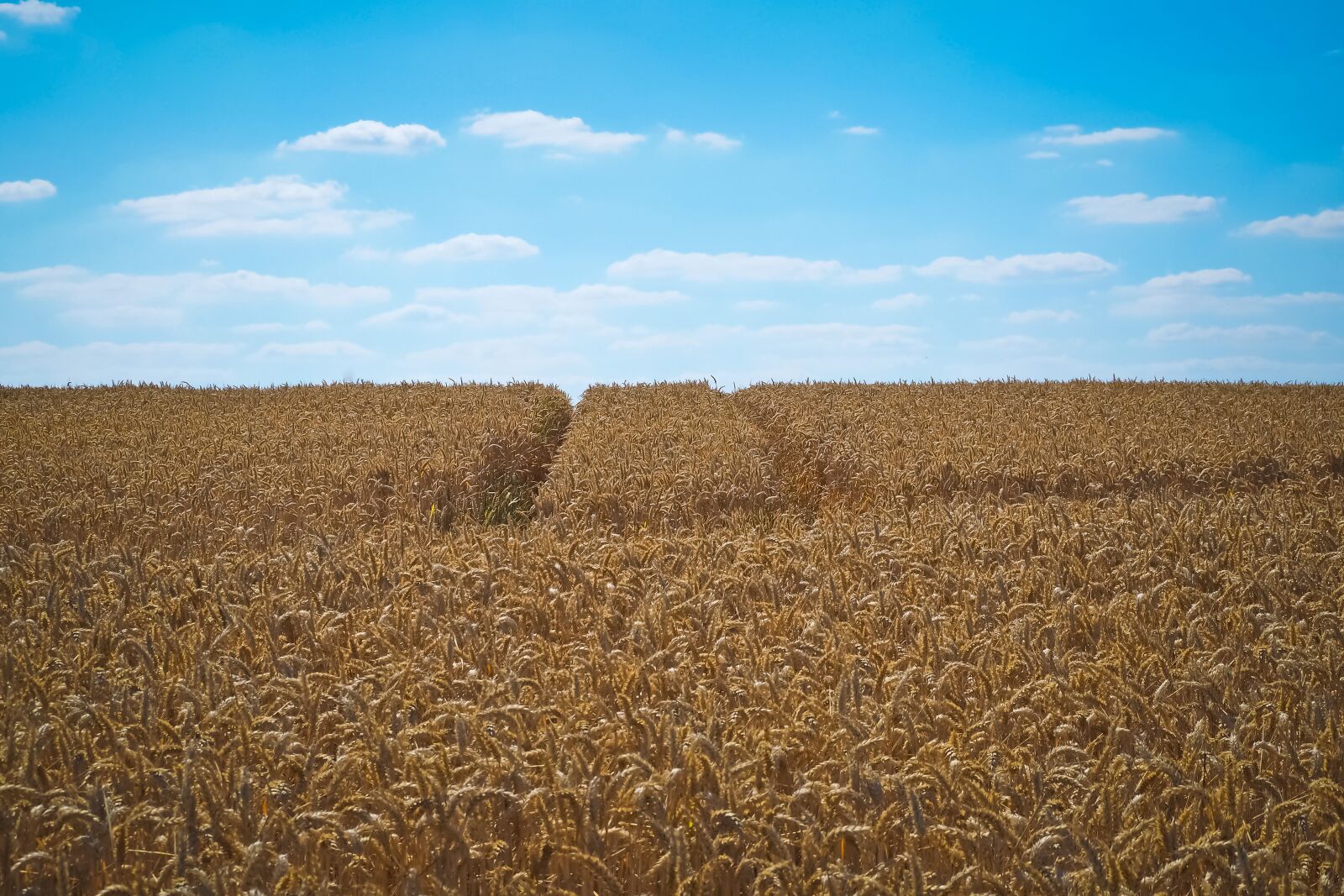 Olympus OM-D E-M10 sample photo. Field, wheat, summer photography