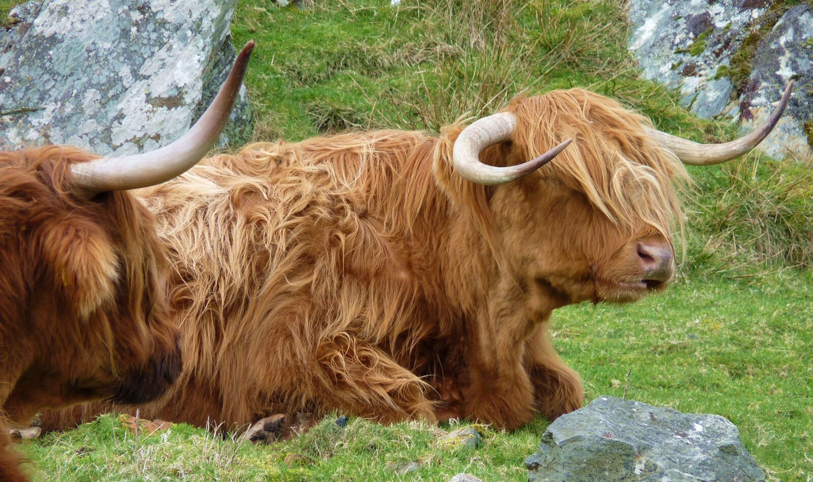 Panasonic Lumix DMC-FZ35 (Lumix DMC-FZ38) sample photo. Highlandrind, animal, cow photography