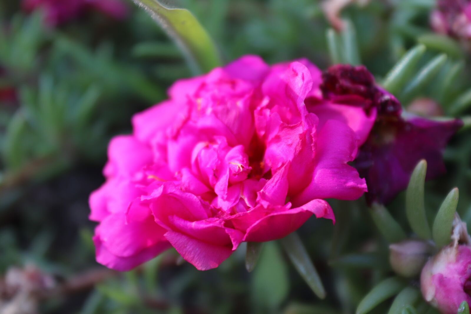 Canon EOS 200D (EOS Rebel SL2 / EOS Kiss X9) sample photo. Flower, blooming, nature photography