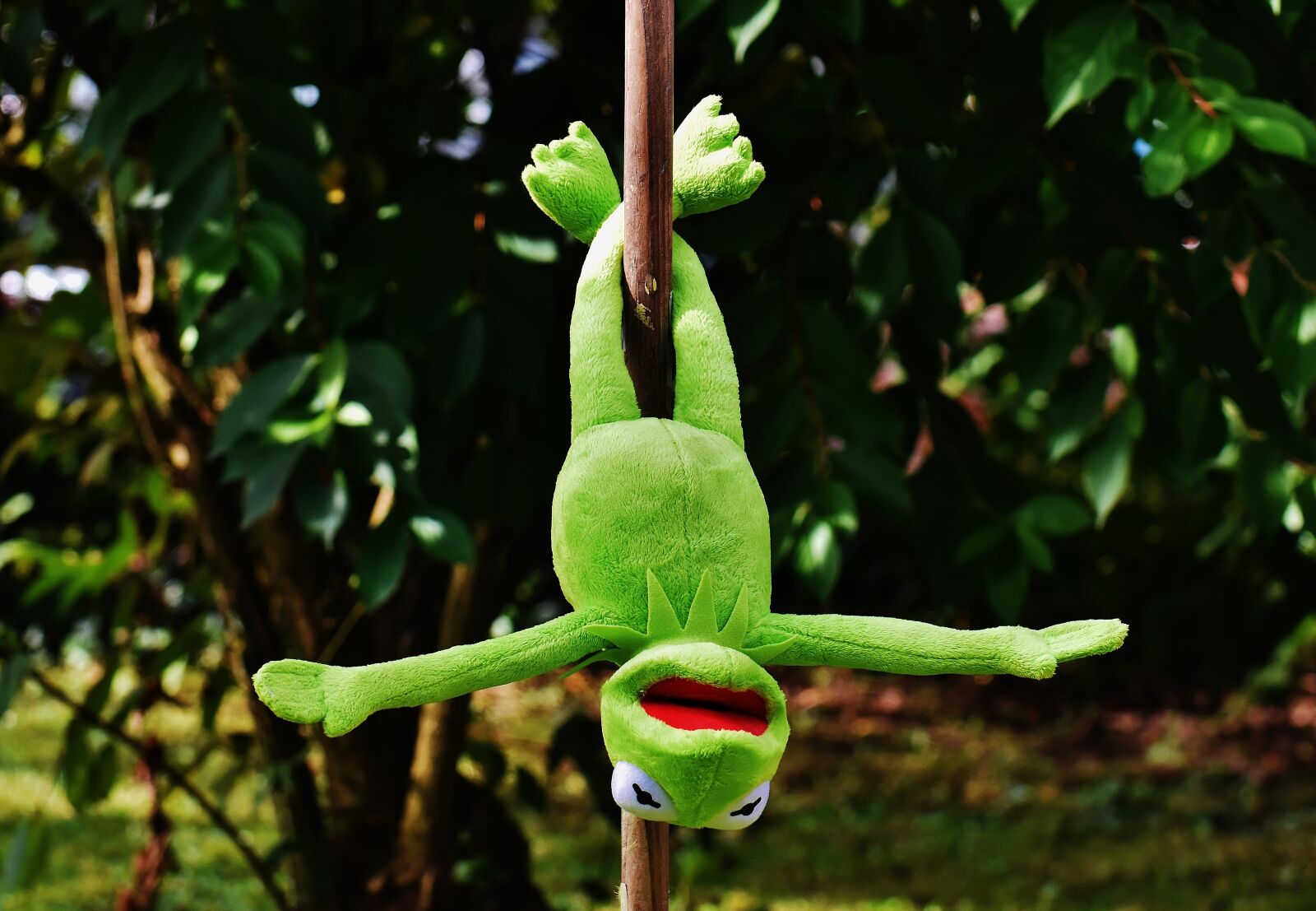 Nikon D7200 sample photo. Pole dance, kermit, funny photography