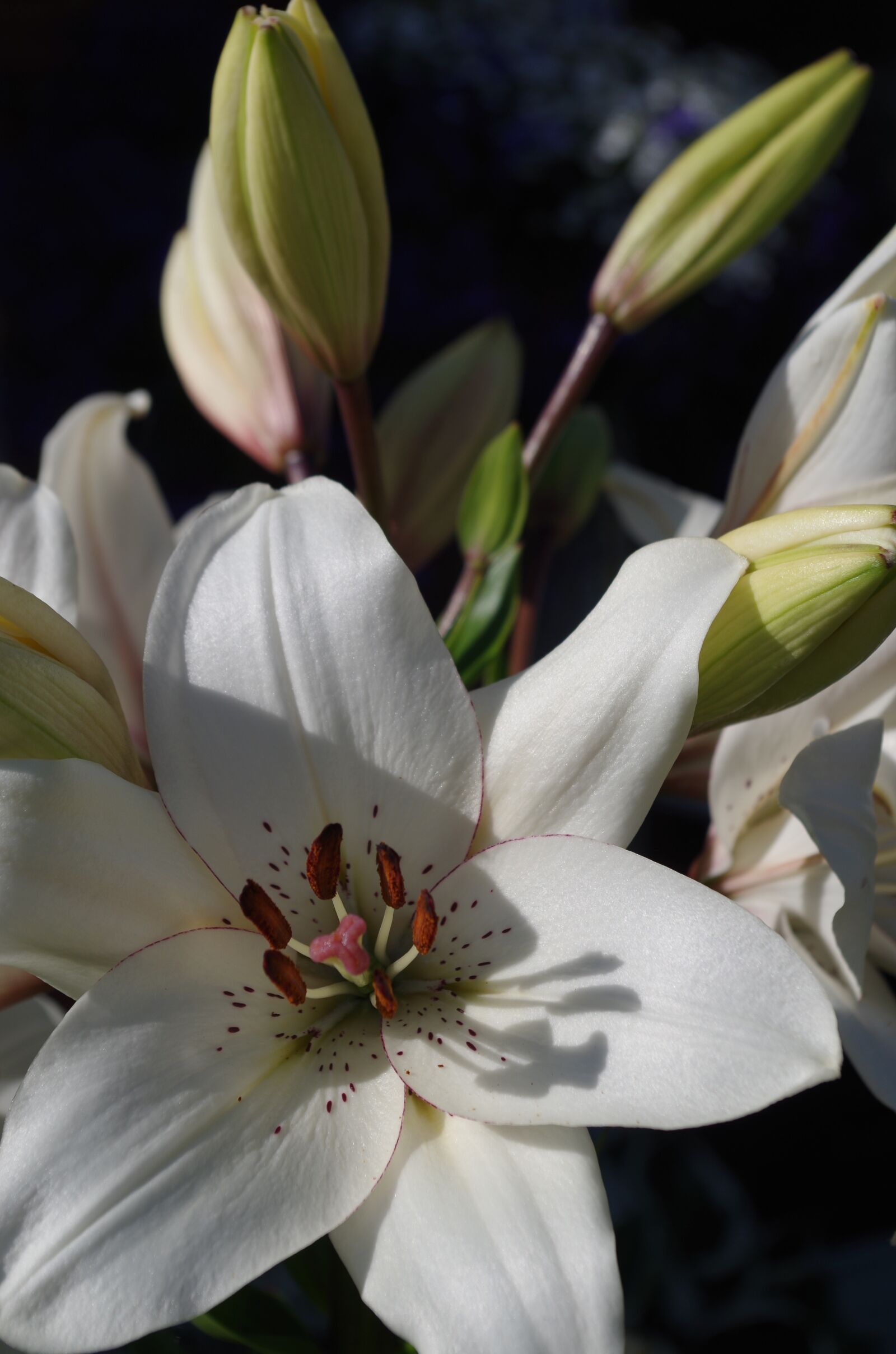 Pentax K-30 sample photo. Lily, eyeliner, flower photography