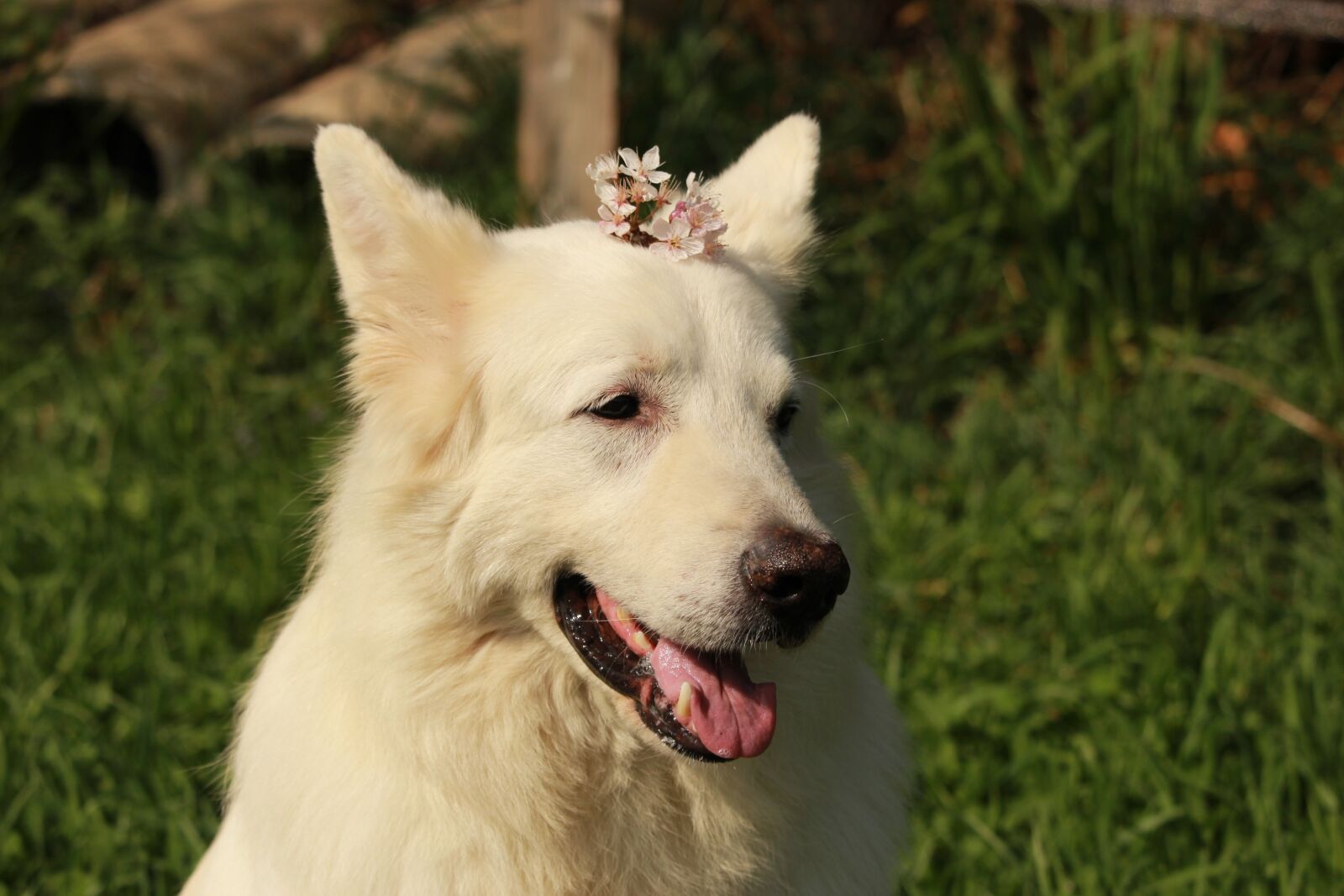 Canon EF-S 55-250mm F4-5.6 IS STM sample photo. Dog, animal, animals photography