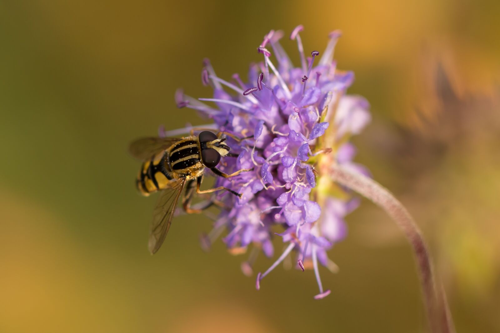 Canon EOS 7D Mark II sample photo. Moor bit off, swamp photography