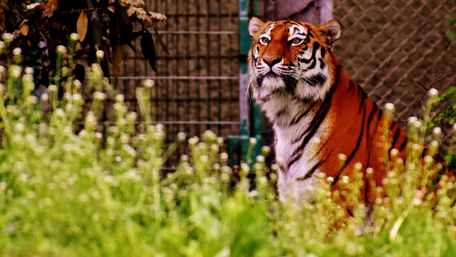 Nikon D7200 sample photo. Tiger, predator, fur photography