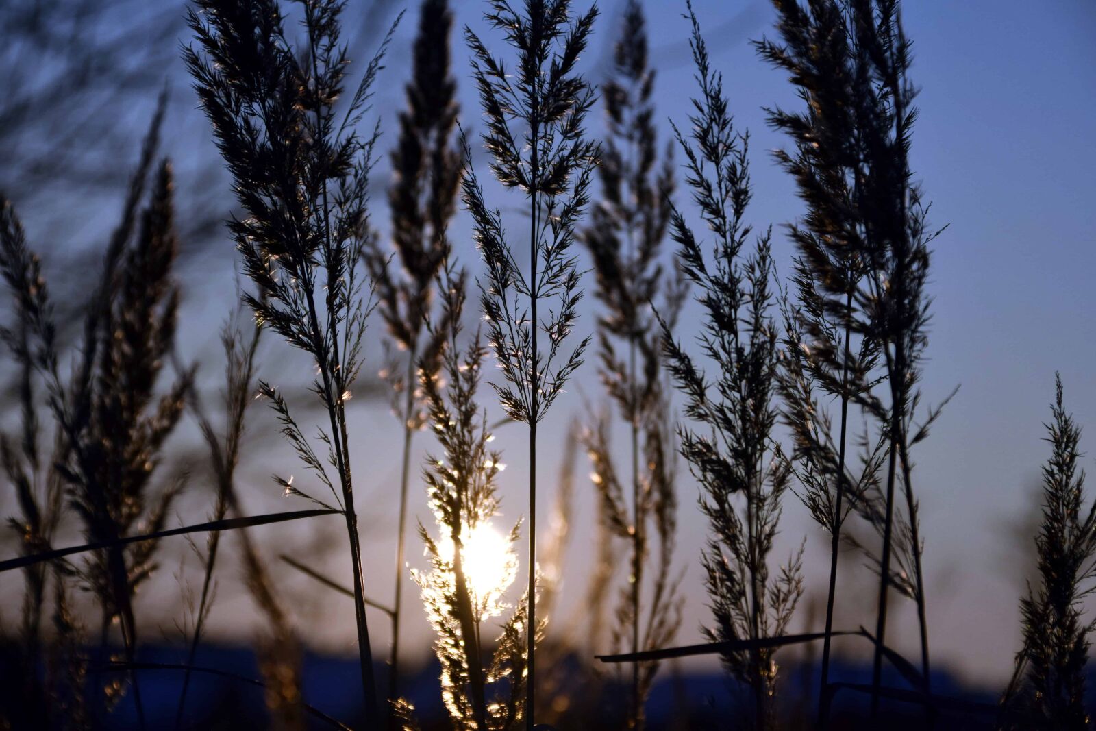 Nikon D3300 sample photo. Nature, sunset, sunset, shadow photography