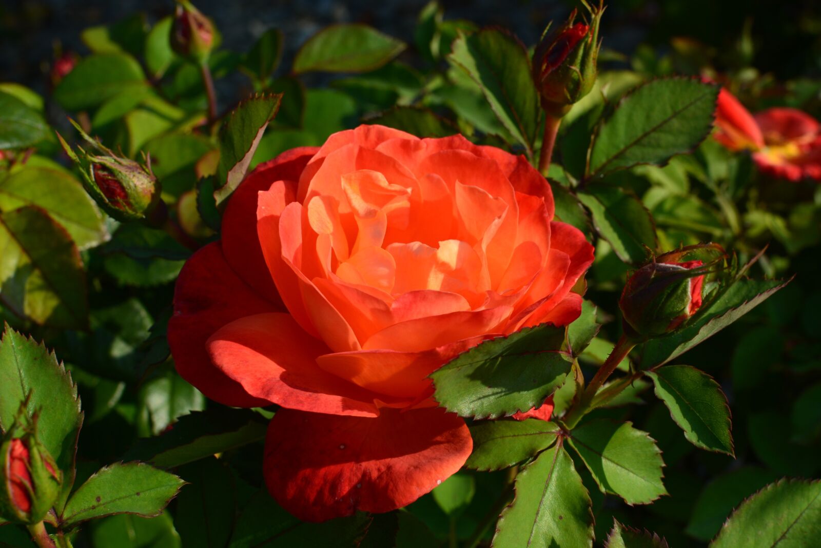 Nikon D5200 sample photo. Rose, orange, flower photography