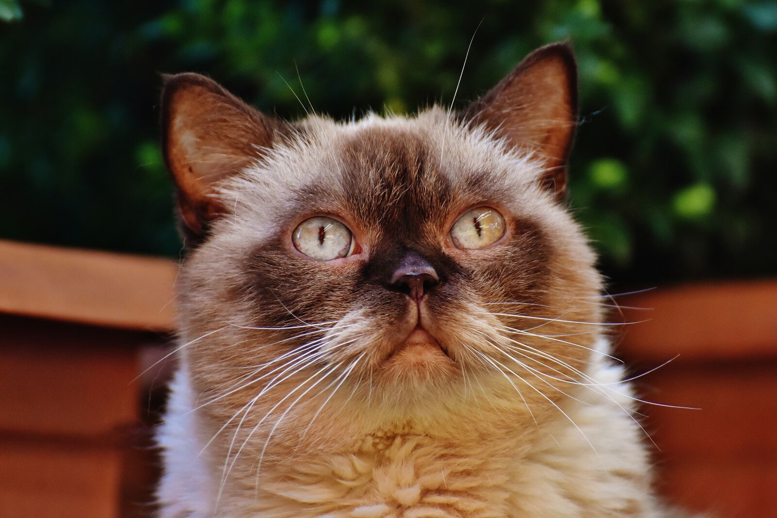 Nikon D7200 sample photo. Cat, british shorthair, thoroughbred photography