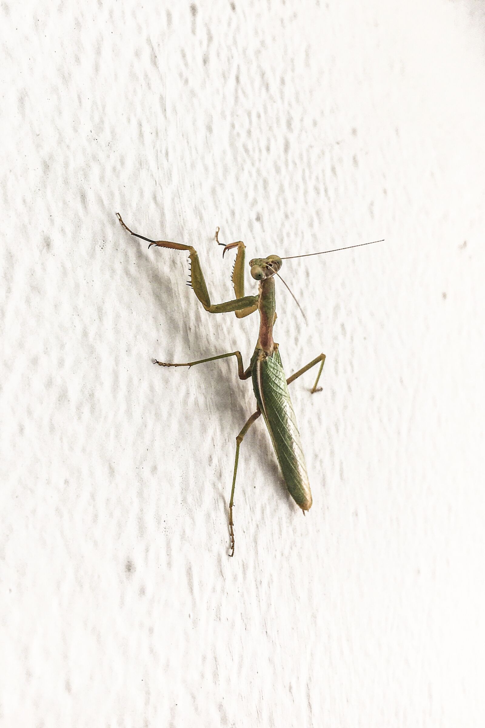 Apple iPhone 6s sample photo. Praying mantis, insect, nature photography