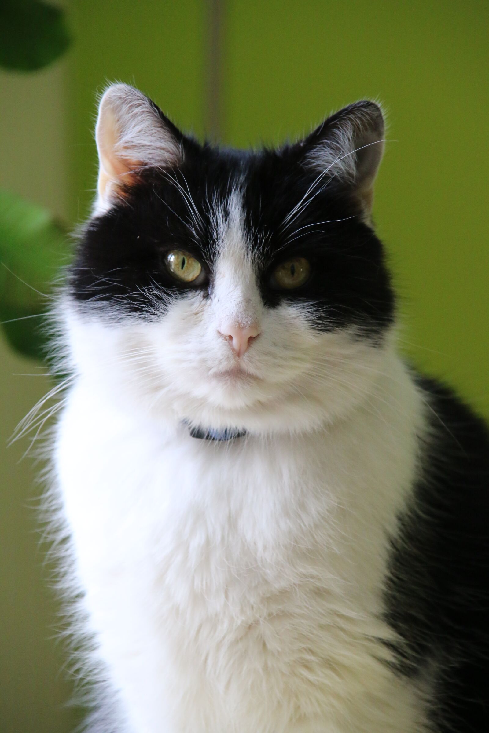 Canon EOS 70D sample photo. Cute, animal, portrait photography