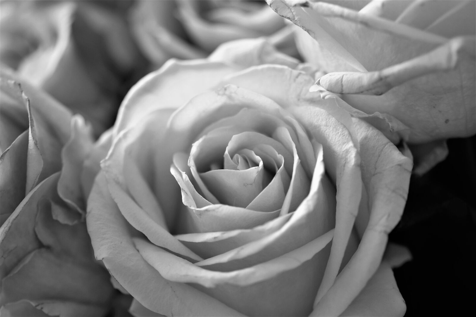 Nikon D5500 sample photo. Roses, flowers, bloom photography