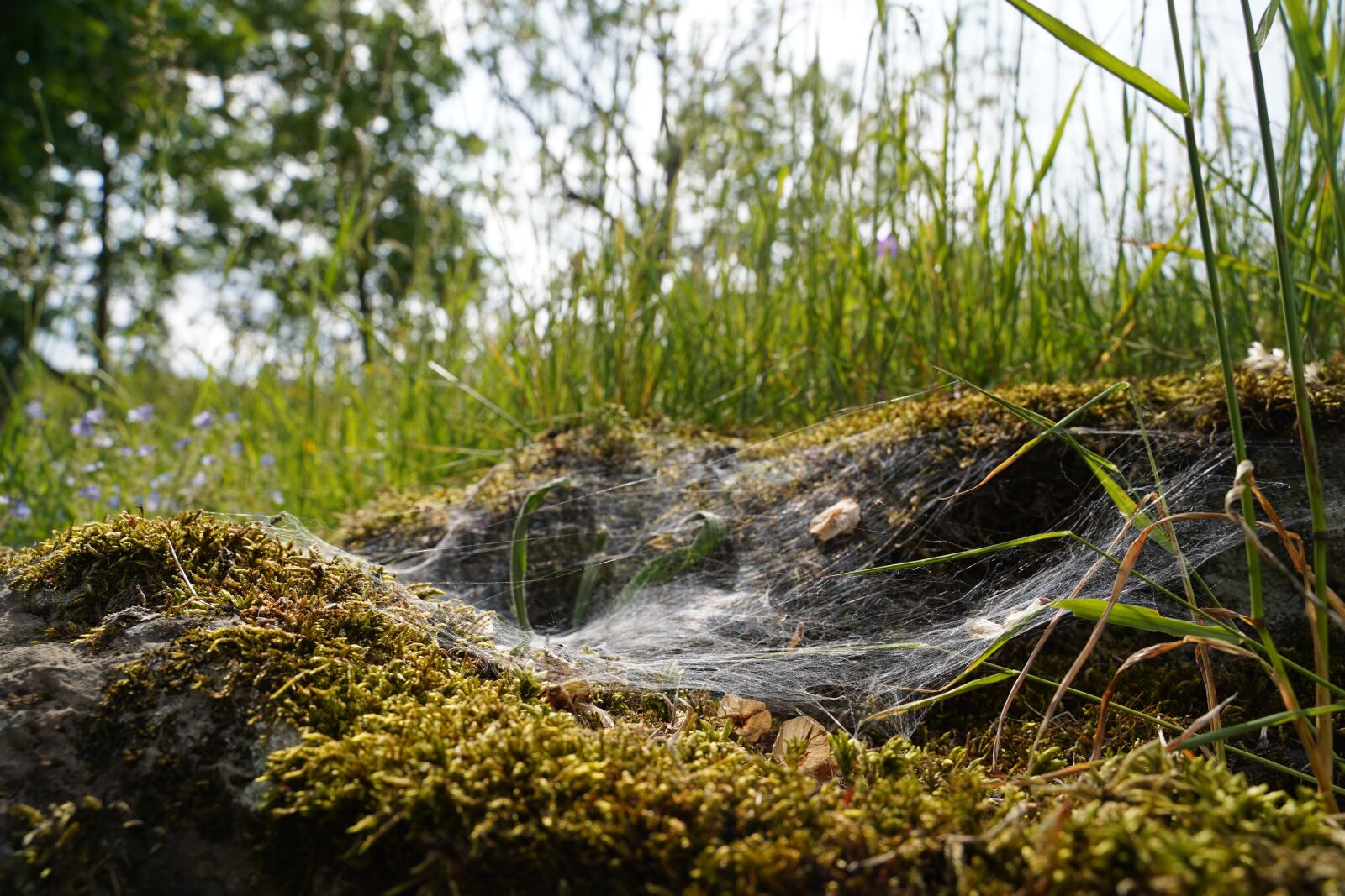 Sony a7 III sample photo. Moss, cobweb, grass photography