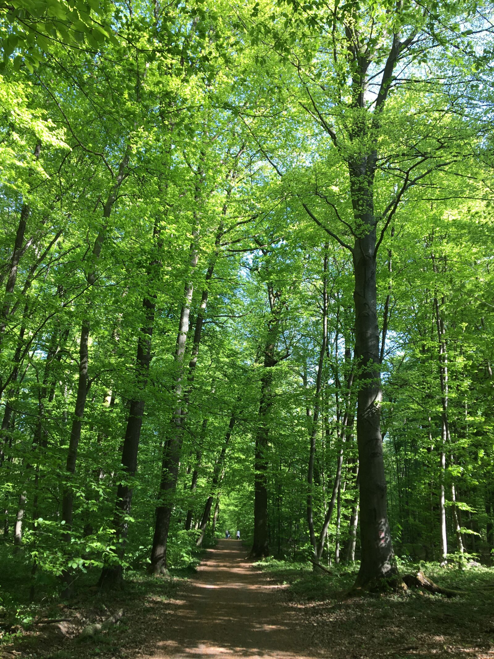 Apple iPhone 6s sample photo. Forest, spring, nature photography