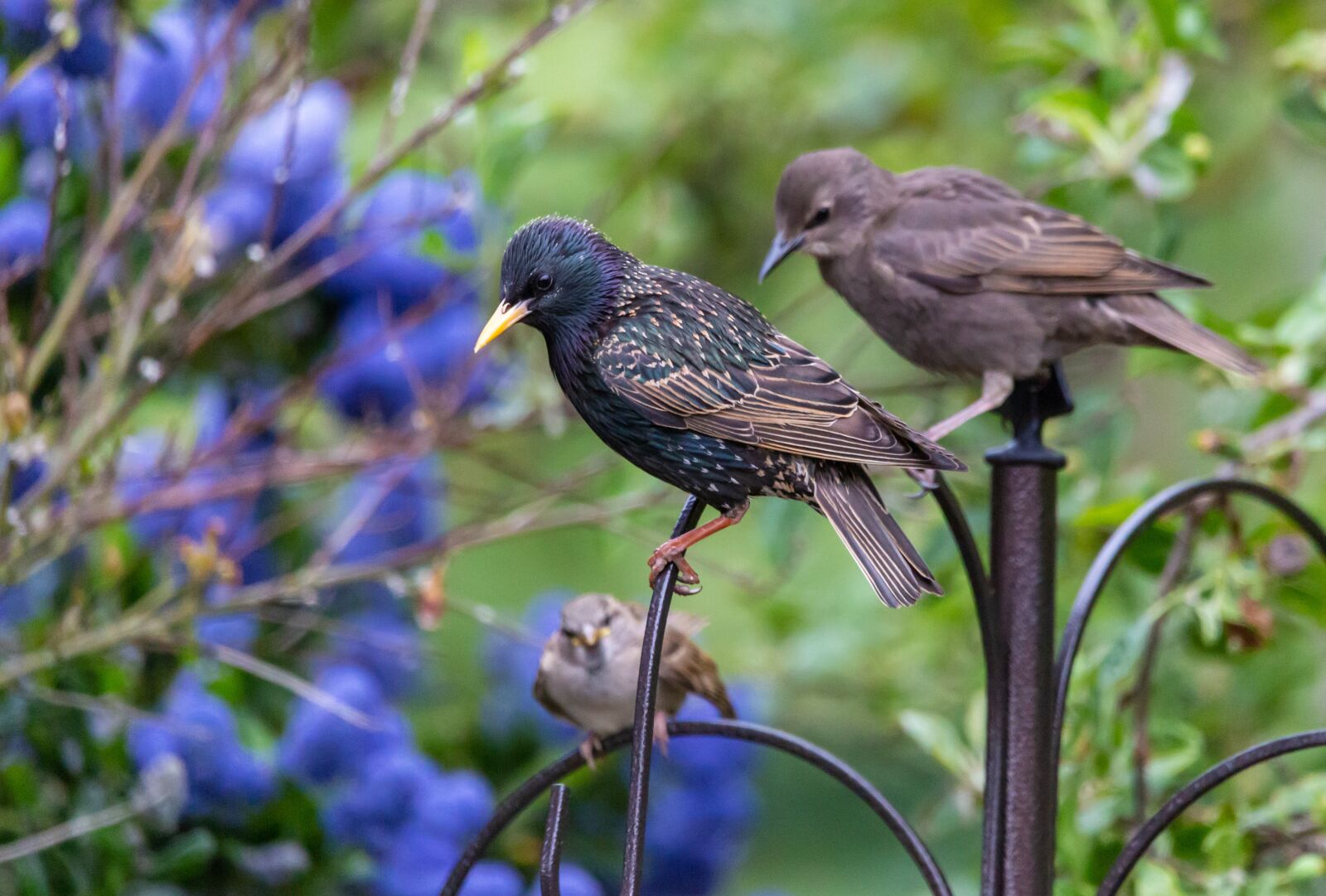 Canon EOS 5D Mark III + 150-600mm F5-6.3 DG OS HSM | Contemporary 015 sample photo. Adult and juvinile starling photography