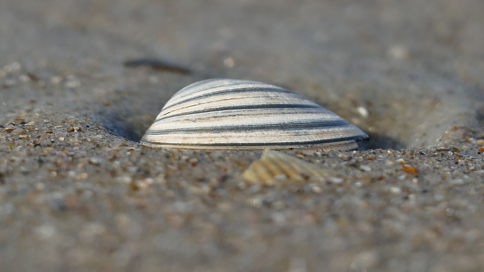 Panasonic Lumix DMC-FZ1000 sample photo. Sand shell, beach, sea photography