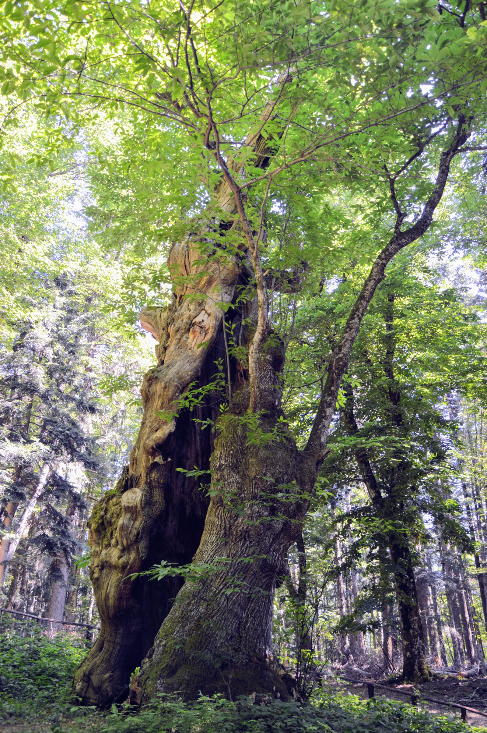 Nikon D3200 sample photo. Forest, casentino, tree photography