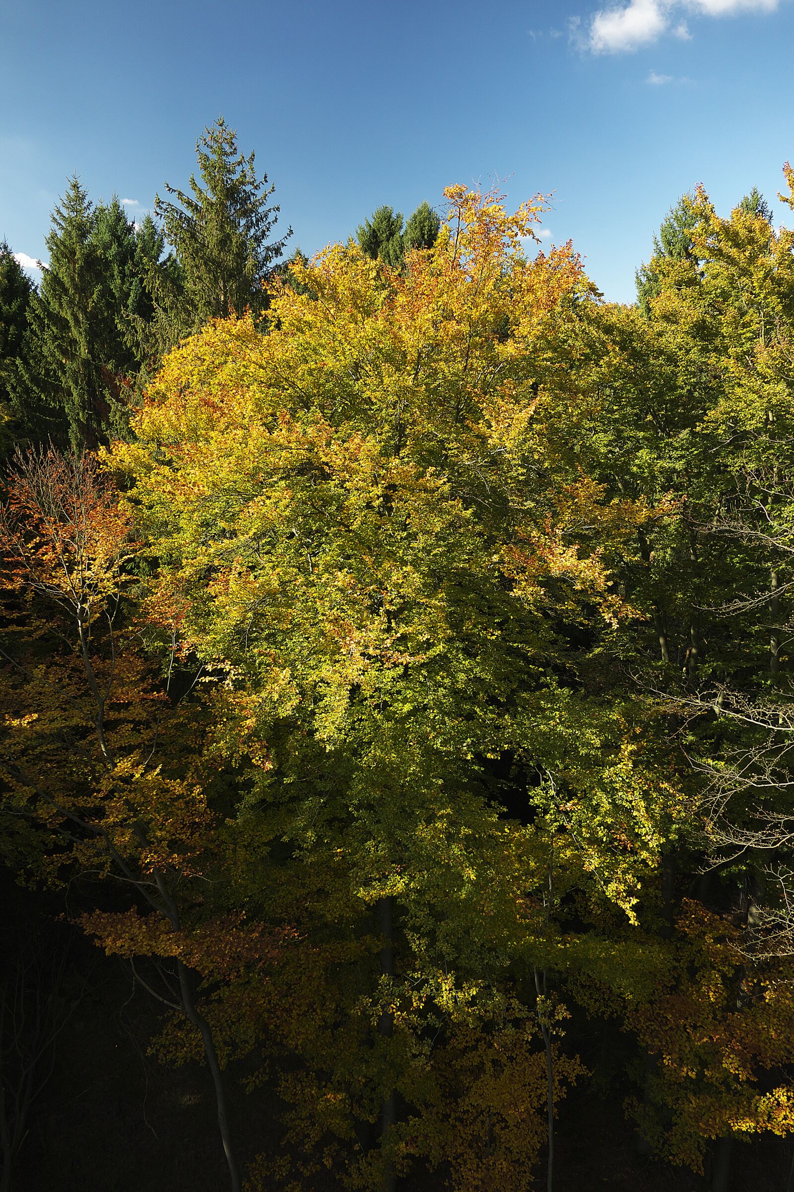 Panasonic Lumix DMC-FZ1000 sample photo. Autumn forest, indian summer photography