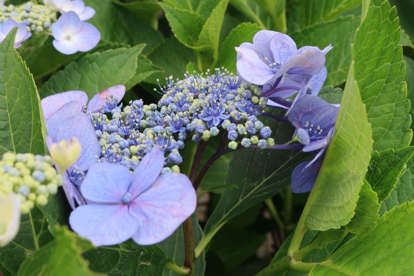 Canon PowerShot G7 X Mark II sample photo. Natural, flowers, hydrangea photography