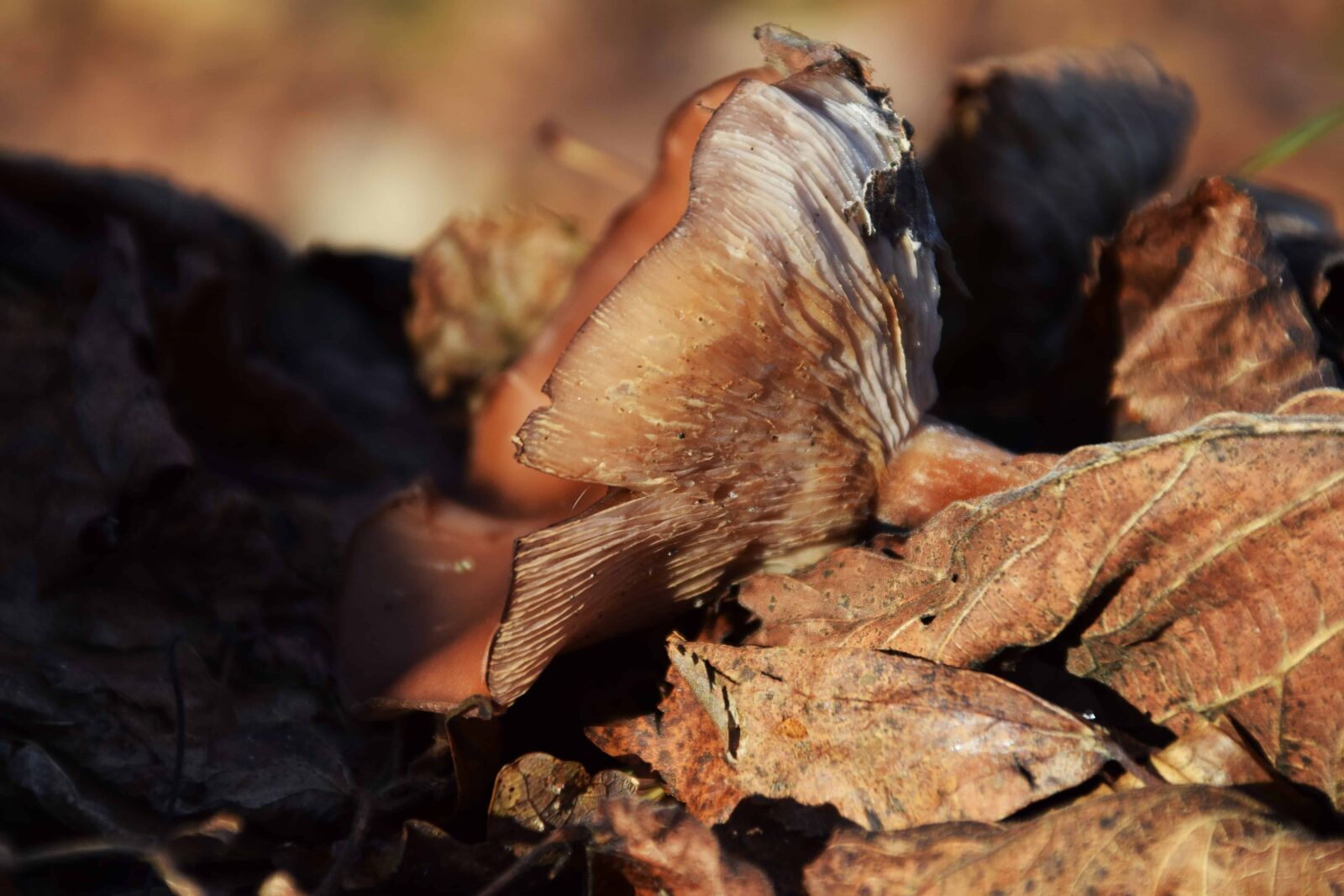 Nikon D3300 sample photo. Mushroom, brown, forest, leaf photography