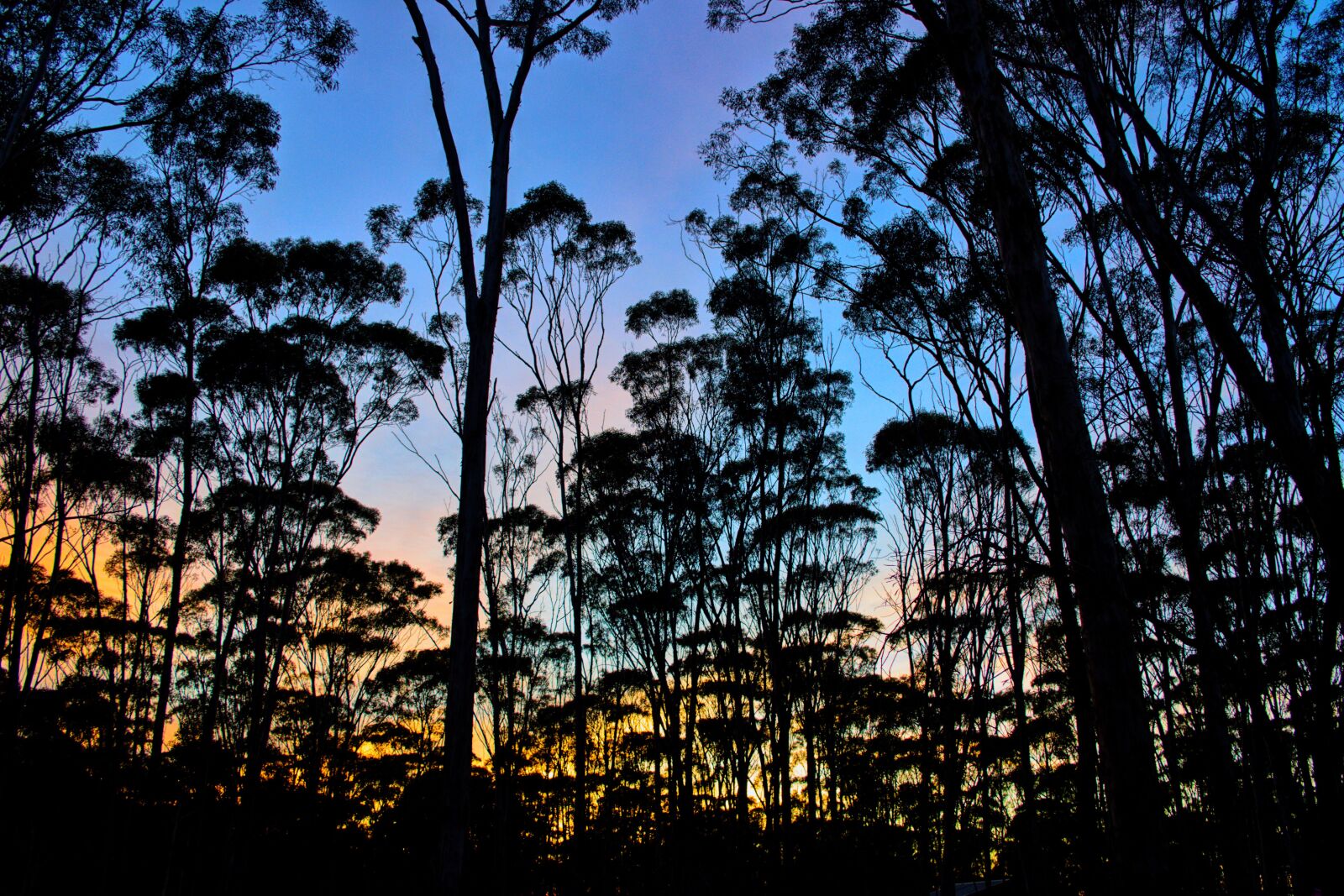 Nikon D3300 sample photo. Sunrise, dryandra, woodlands photography