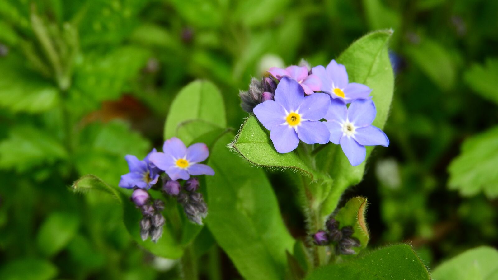Nikon Coolpix P610 sample photo. Forget-me-not forest, myosotis sylvatica photography