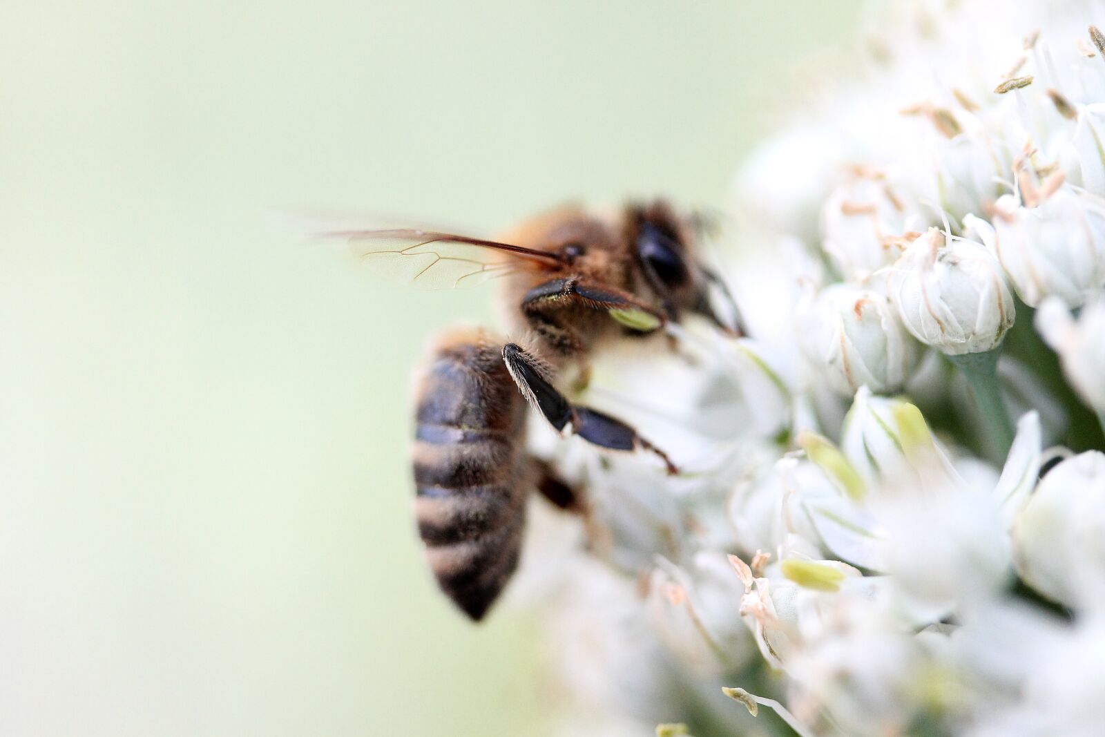 Canon EF-S 60mm F2.8 Macro USM sample photo. Insects, wasp, flower photography