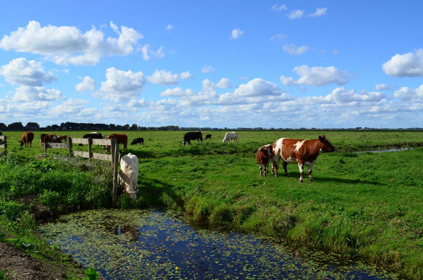 Nikon D5100 sample photo. Landscape, nature, cattle photography