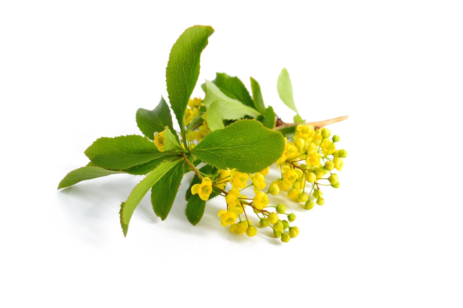 Nikon D3100 sample photo. Barberry, yellow flowers, branch photography