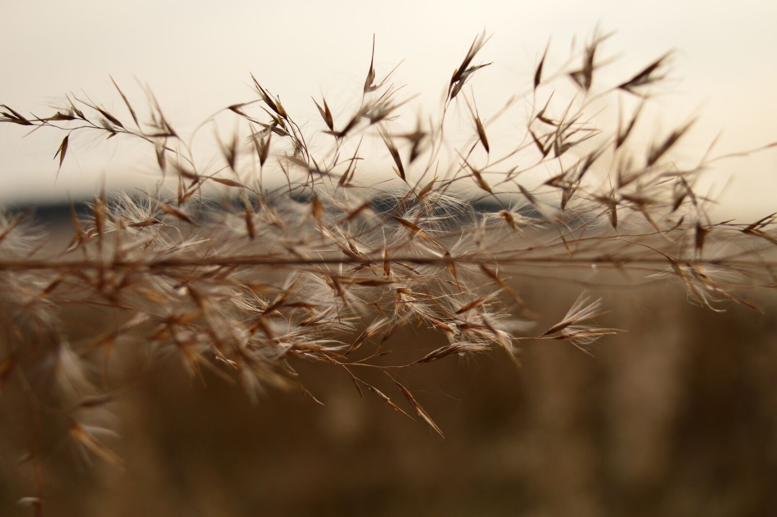 Nikon D3200 sample photo. Grass, macro, nature photography