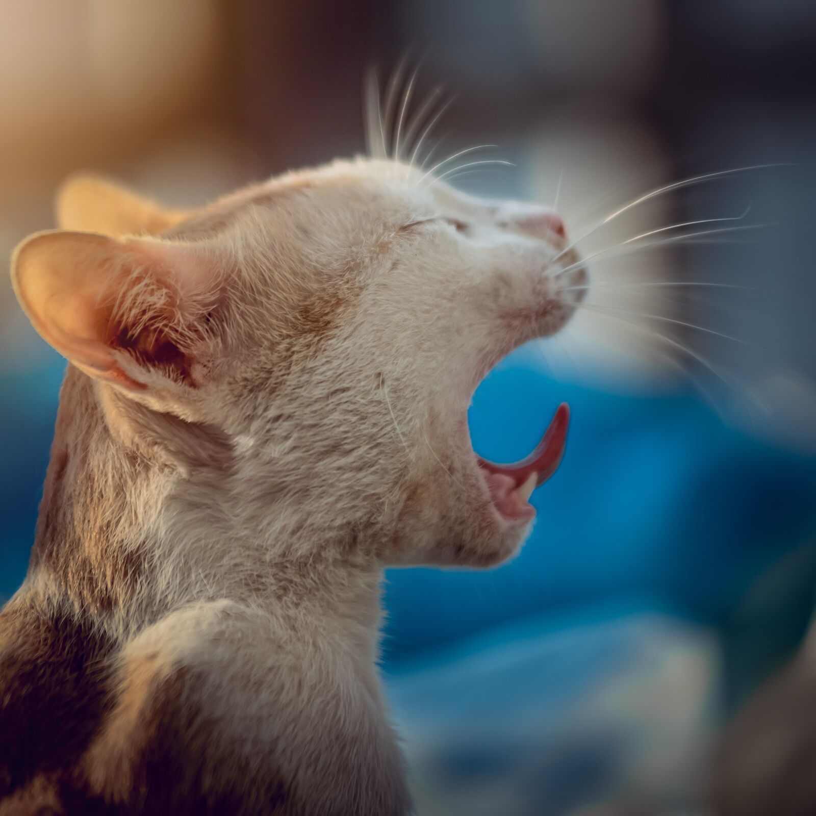 Nikon D600 sample photo. Cat, animal, yawn photography
