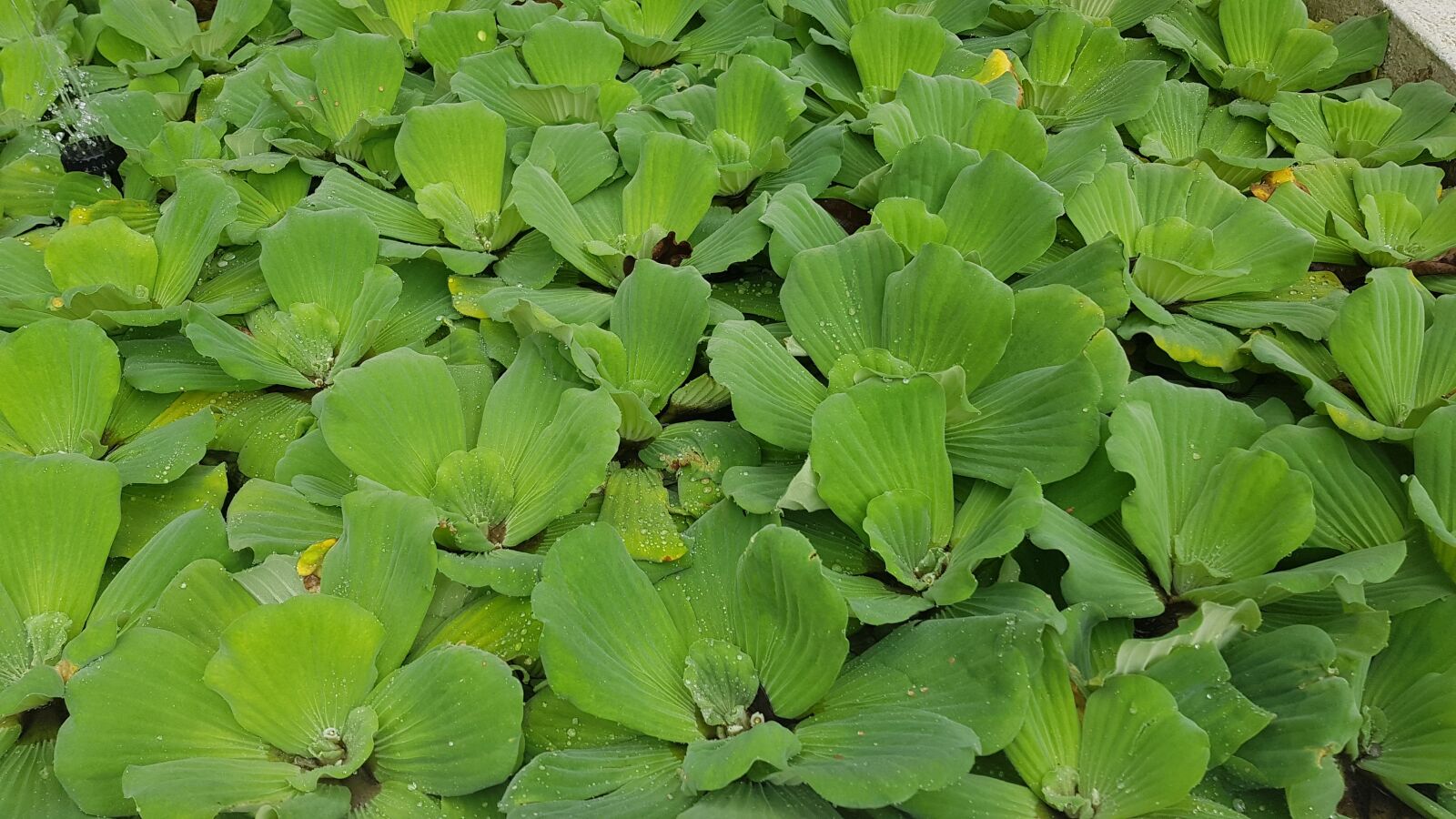 Samsung Galaxy S8+ sample photo. Leaf, flora, nature photography