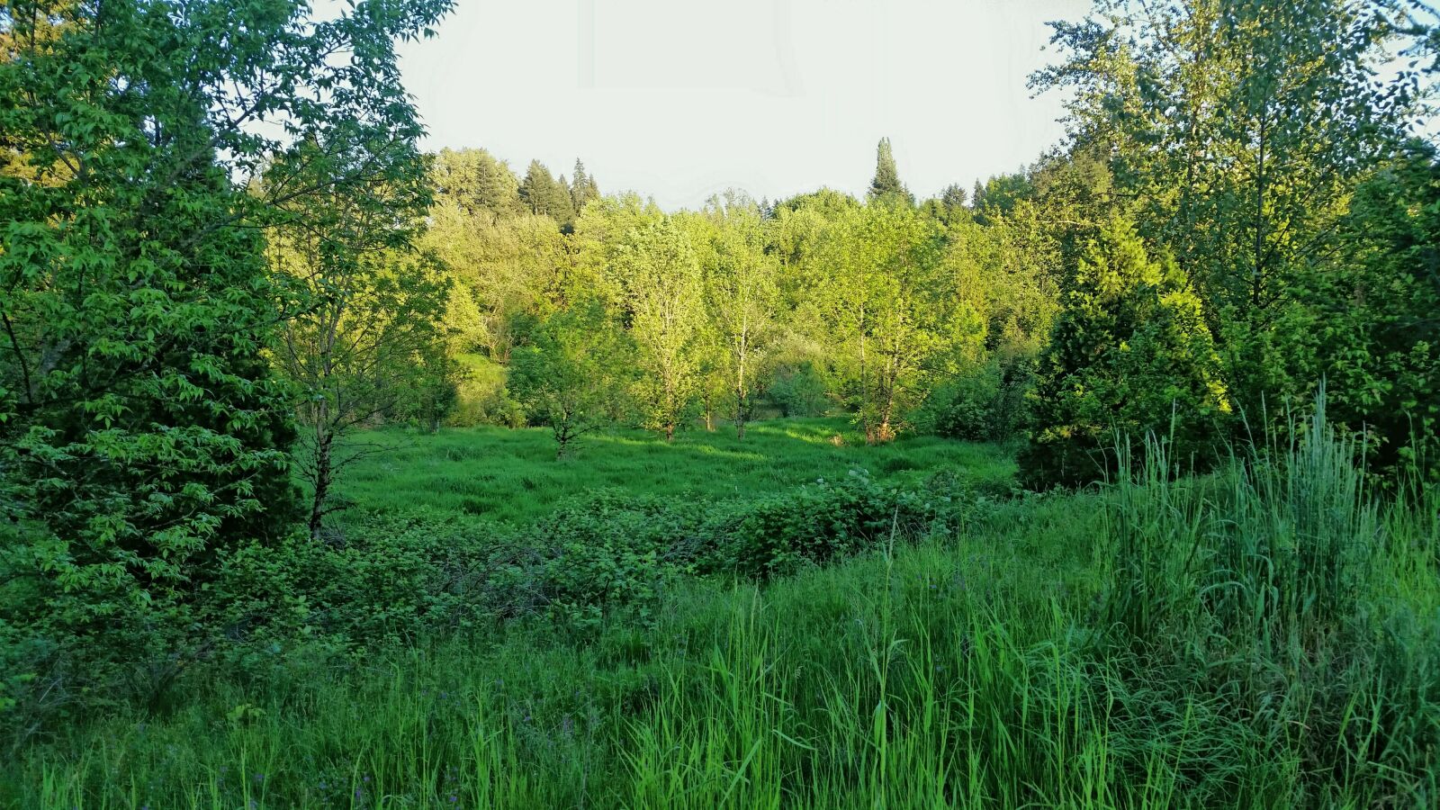 Samsung Galaxy S5 sample photo. Trees, green, desktop photography
