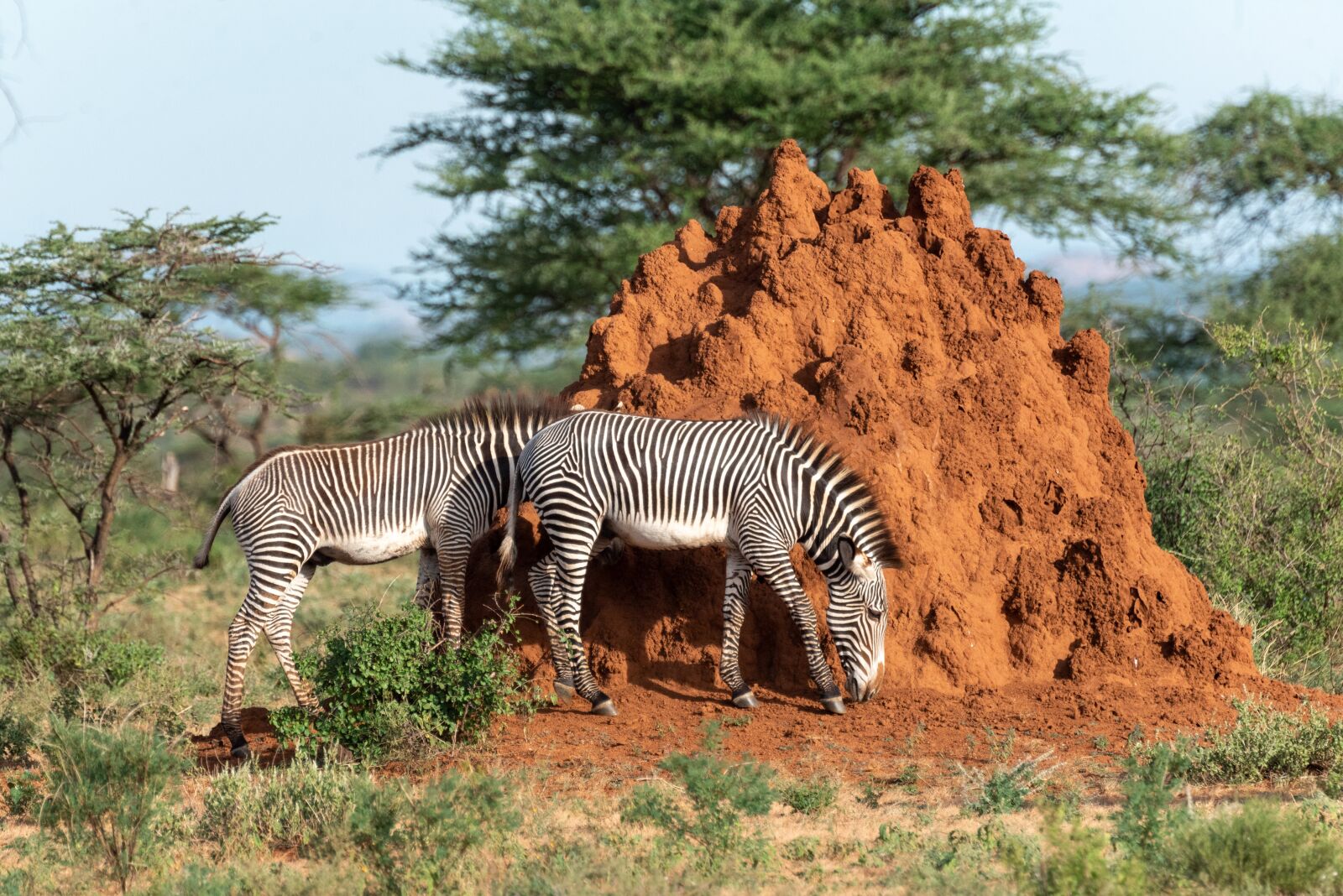 Nikon D750 sample photo. Zebra, africa, safari photography