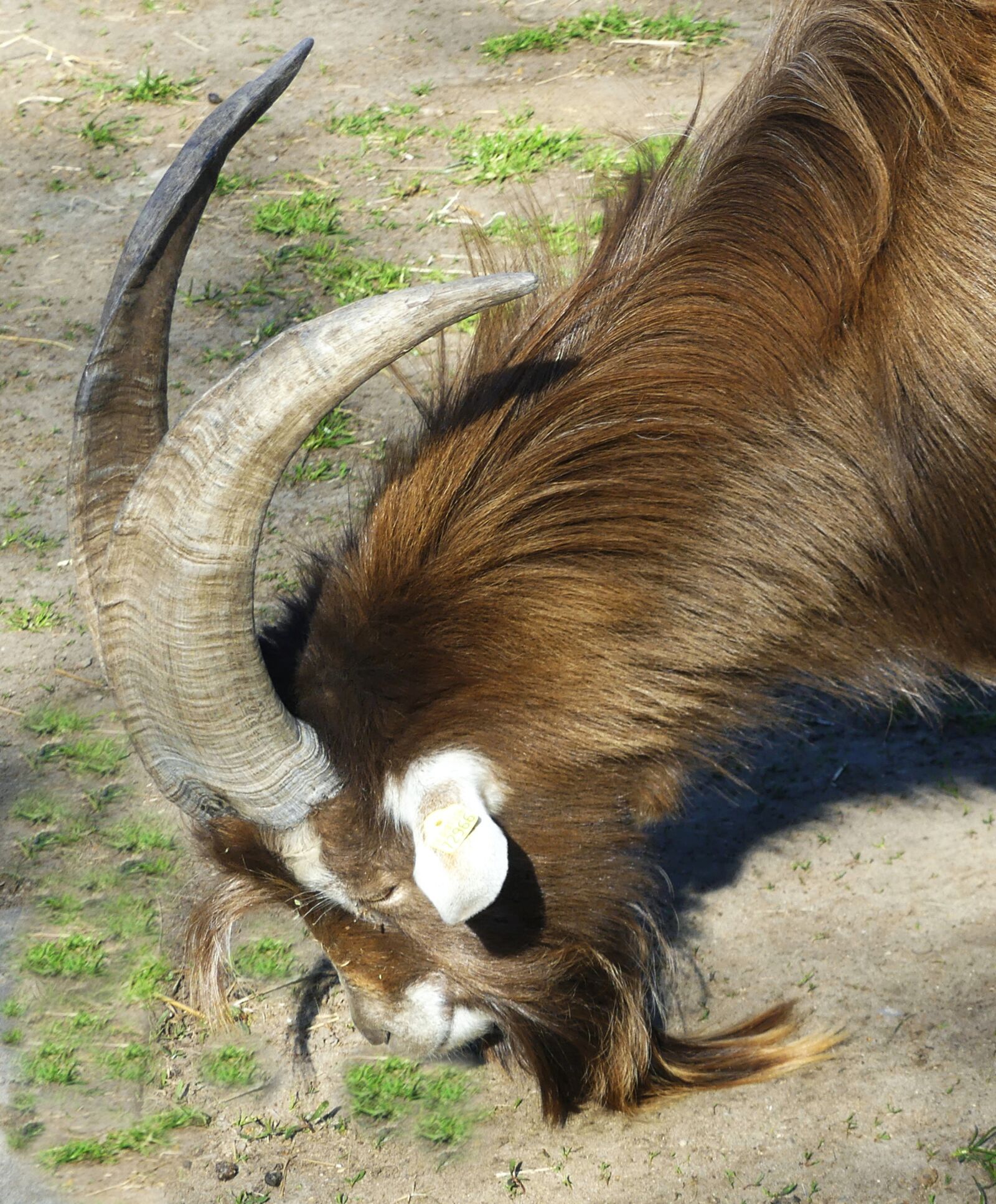 Panasonic Lumix DMC-FZ300 sample photo. Animal, billy goat, horns photography