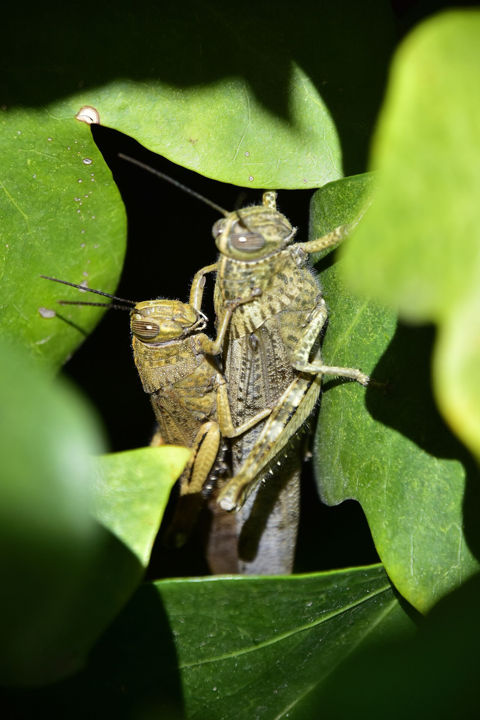 Nikon D7200 sample photo. Nature, invertebrate, insect photography