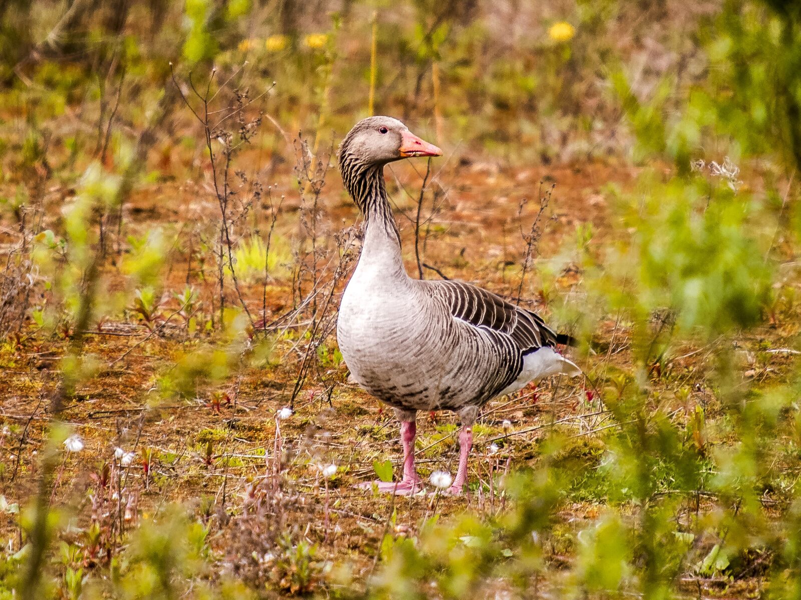 Olympus E-3 sample photo. Goose, geese, greylag goose photography