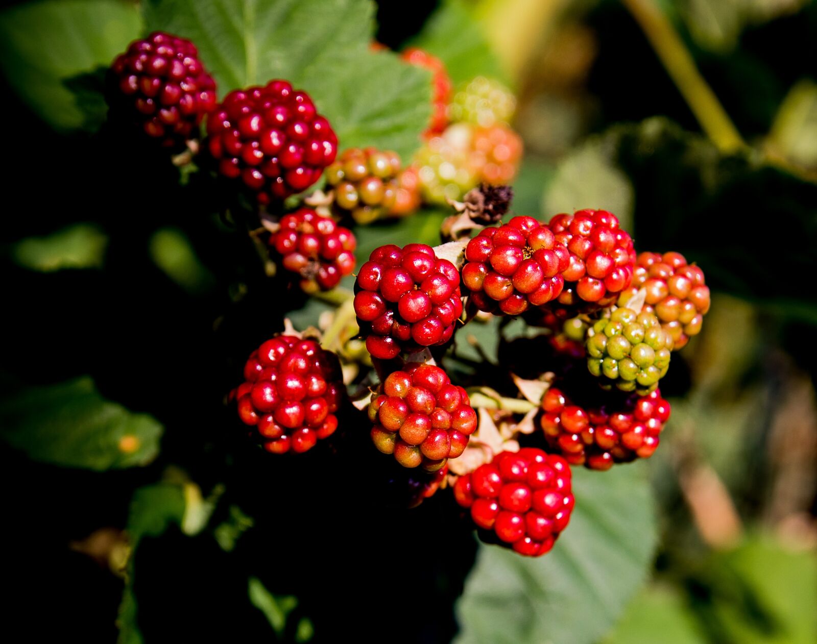 Canon EOS 80D sample photo. Blackberries, fruit, berries photography