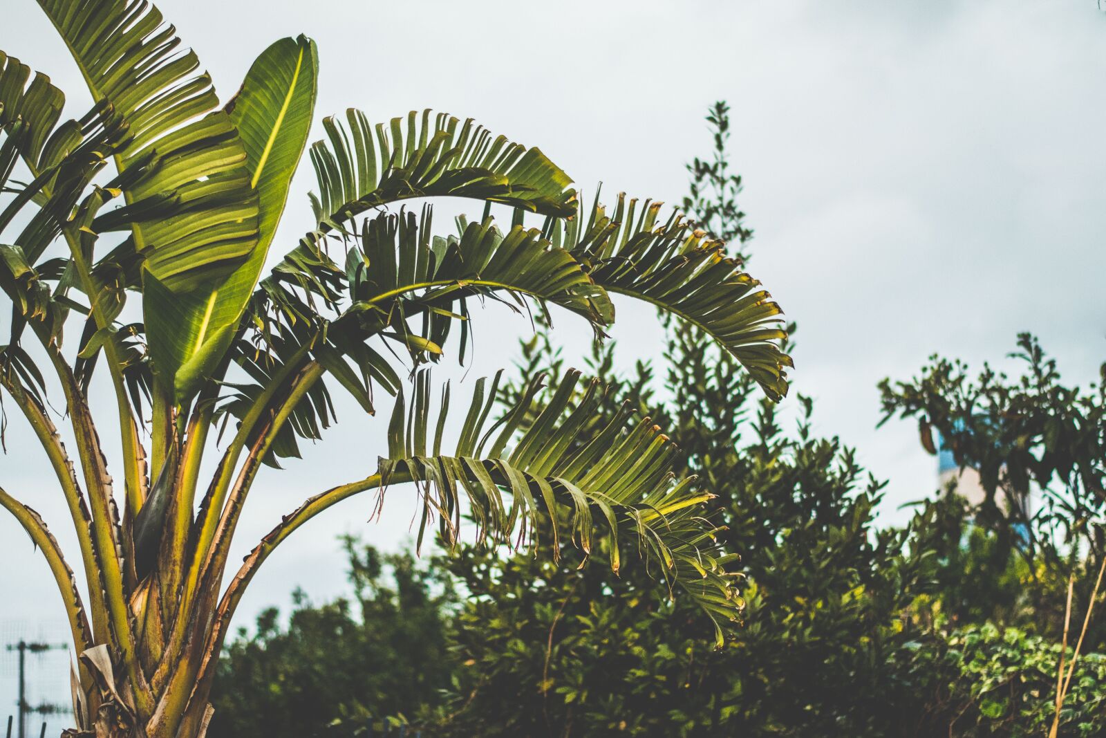 Nikon D5300 sample photo. Banana, cloudy skies, green photography