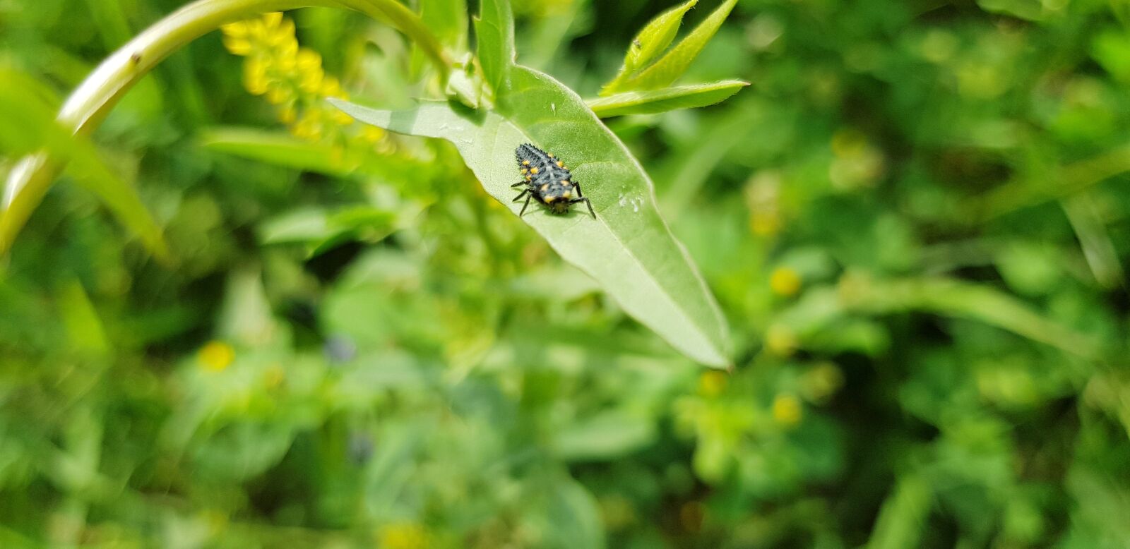 Samsung Galaxy S8 sample photo. Nature, leaf, flora photography