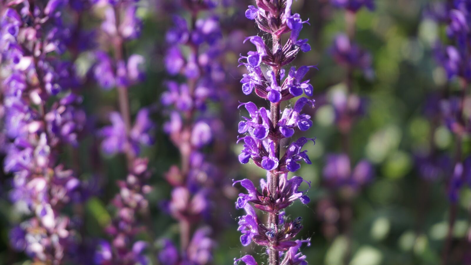 Sony a6000 sample photo. Flowers, nature, spring photography