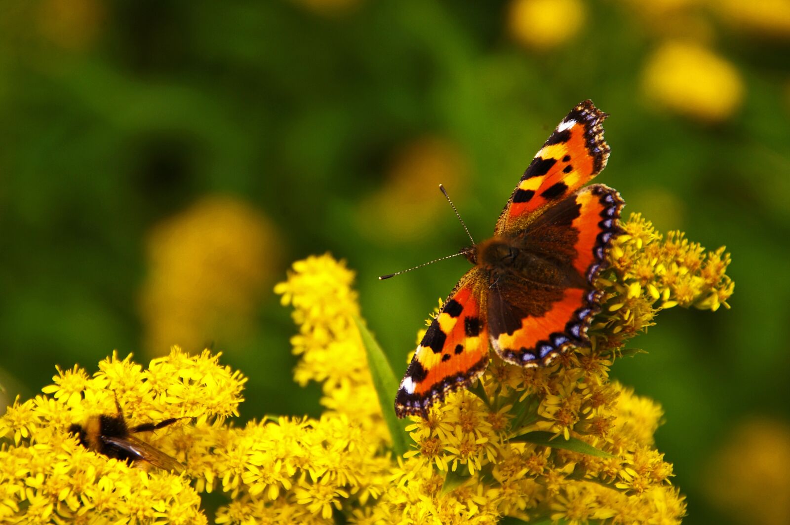Pentax *ist DL2 sample photo. Butterfly, yellow flowers, yellow photography
