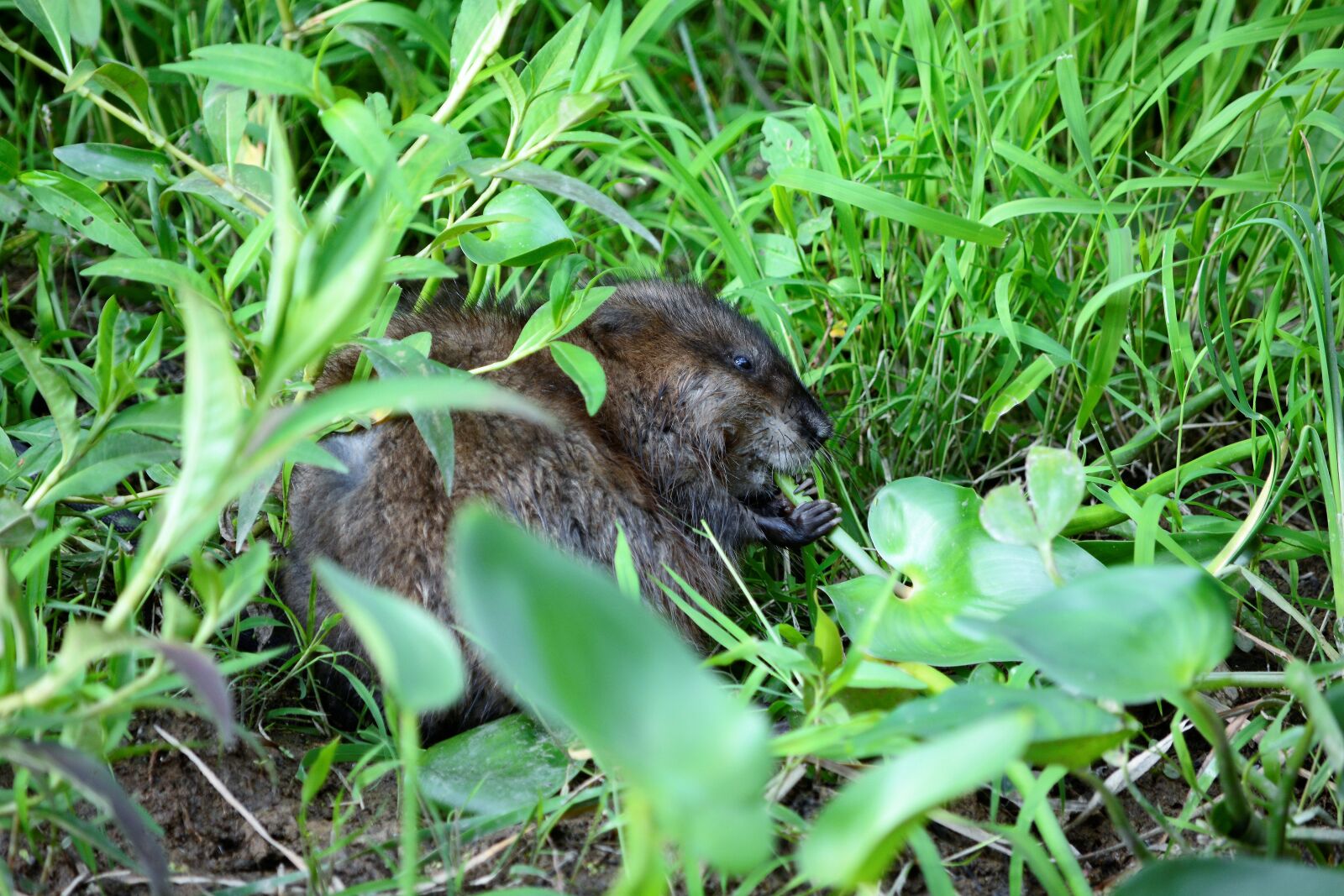 Nikon D7100 sample photo. Muskrat, young muskrat, cute photography