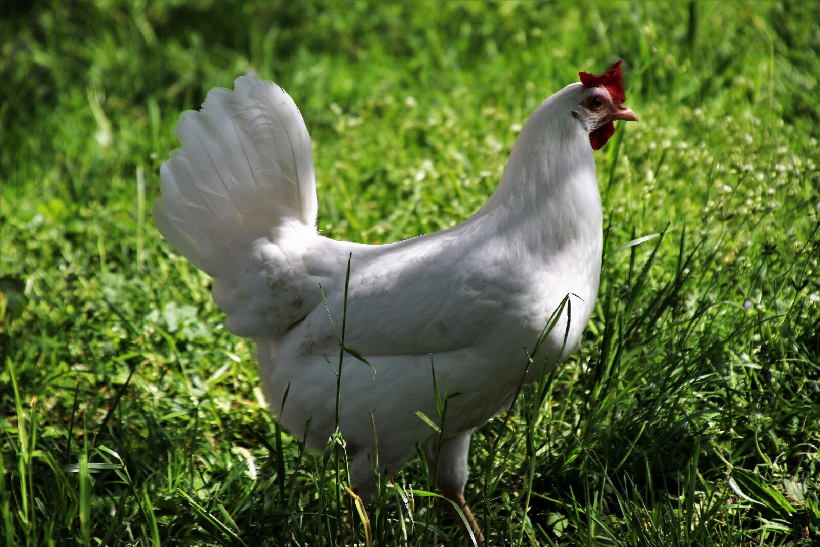 Canon EOS 80D sample photo. The hen, birds, nature photography